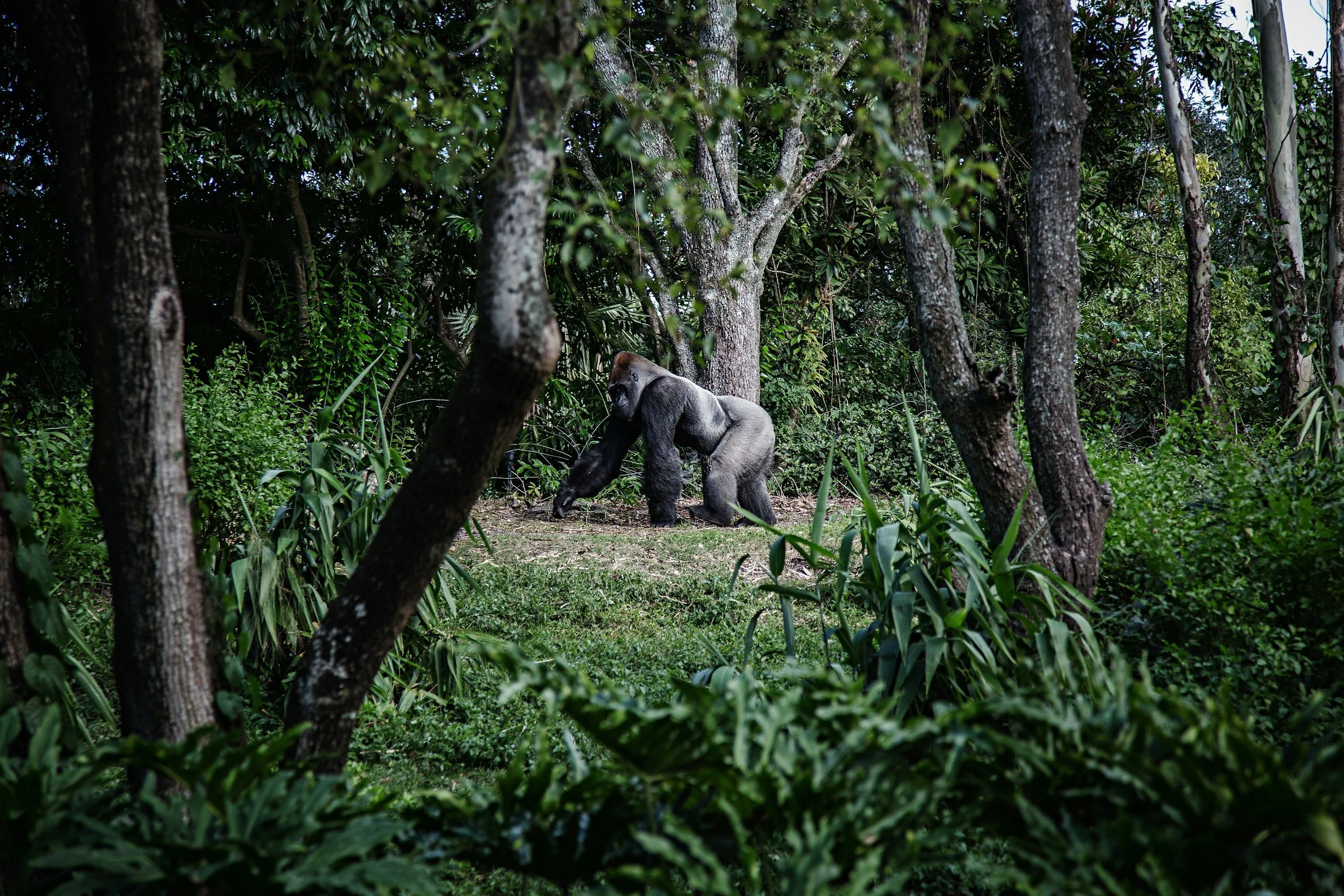 Gorilla Trekking Rwanda vs Uganda (2026): Which Is Best?