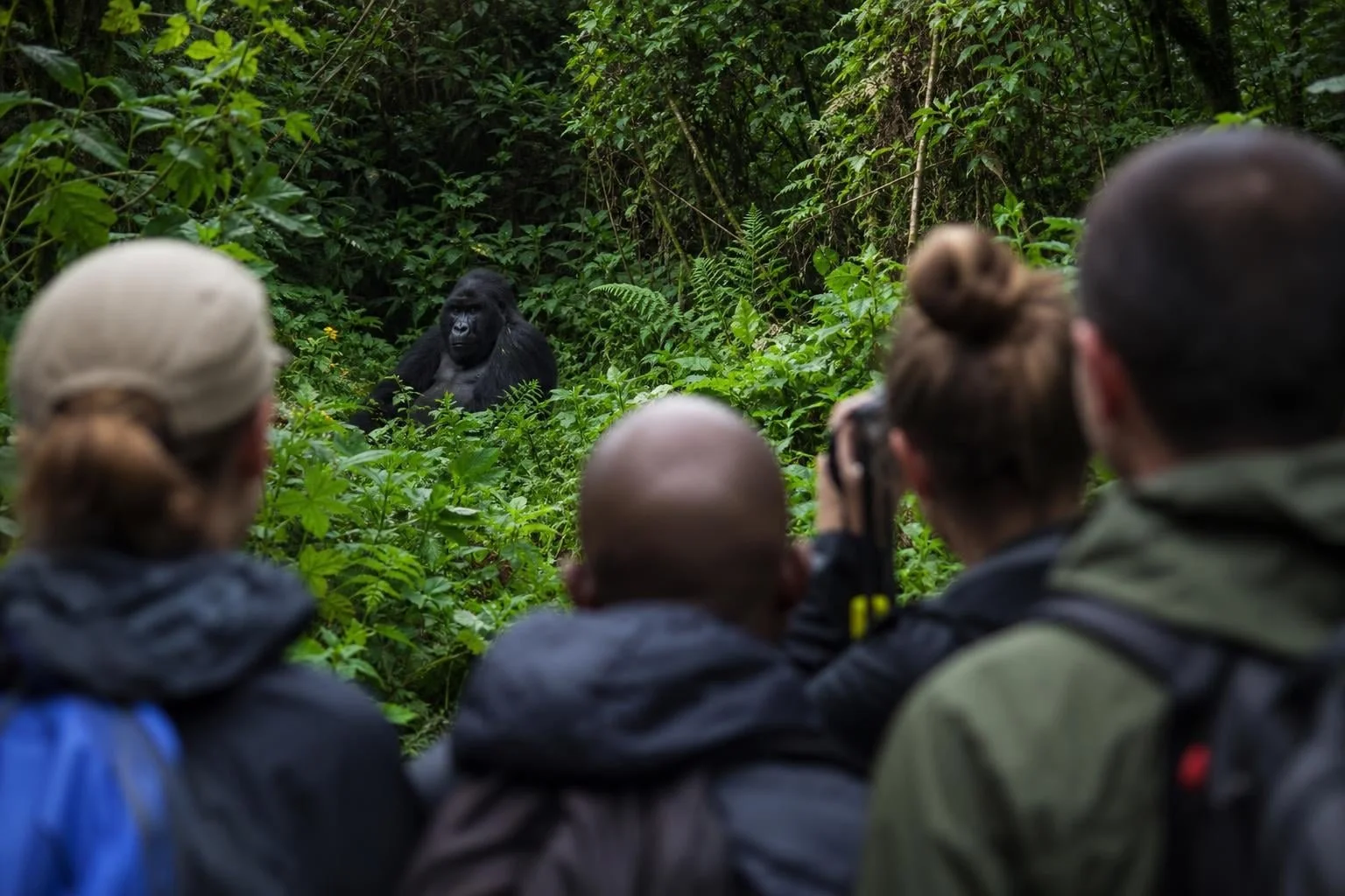 Gorilla Trekking Etiquette 2026: Rules for Uganda & Rwanda