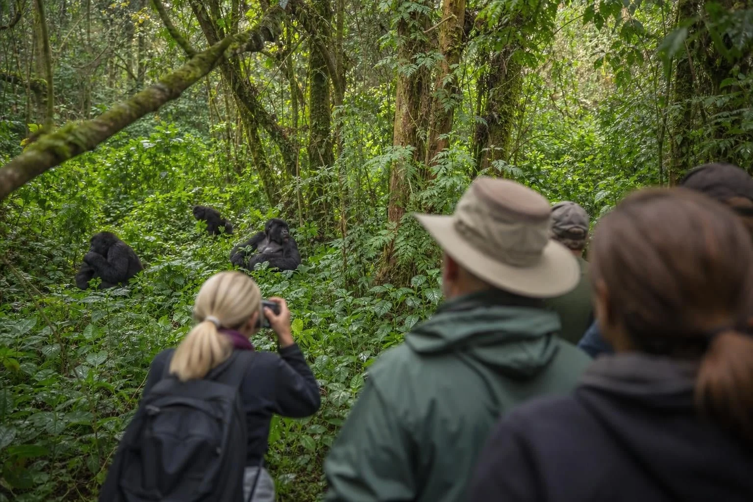 Gorilla Trekking Bwindi Sectors: 2026 Guide to All 4