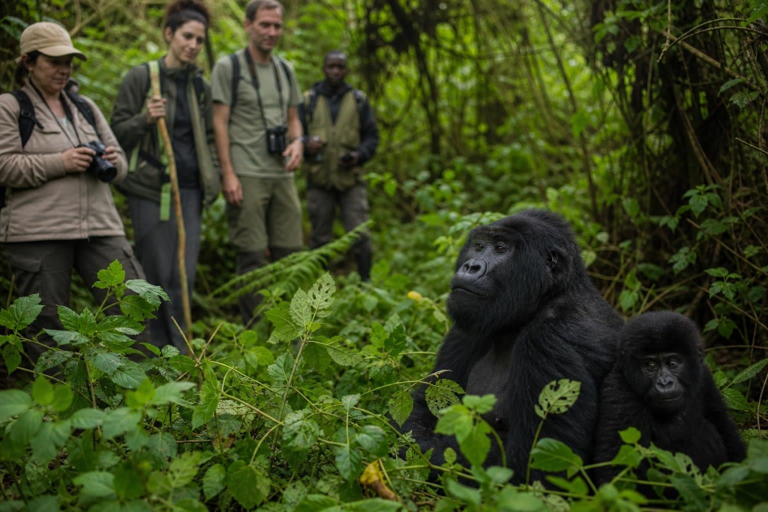 Where to Go Gorilla Trekking in 2026: Rwanda, Uganda, DRC