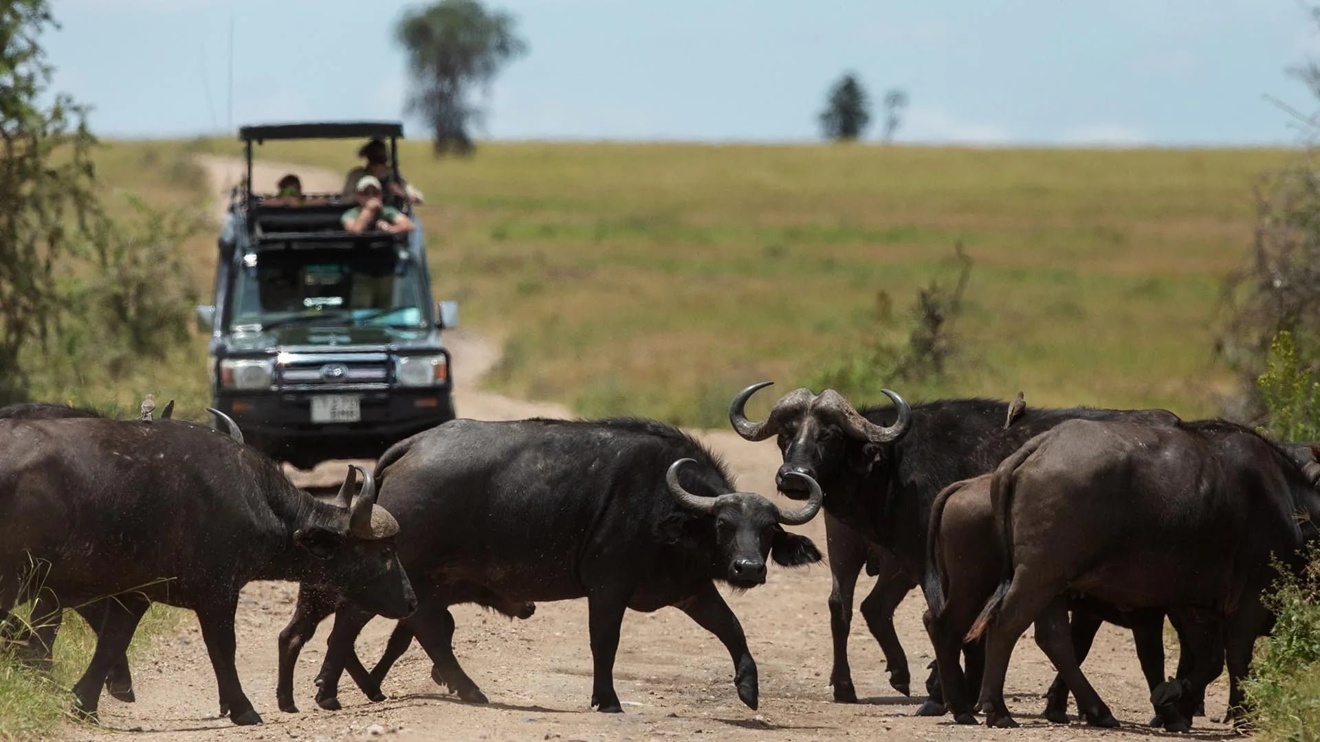 Safari With Grandkids: 2026 Guide to Key Terms & Tips