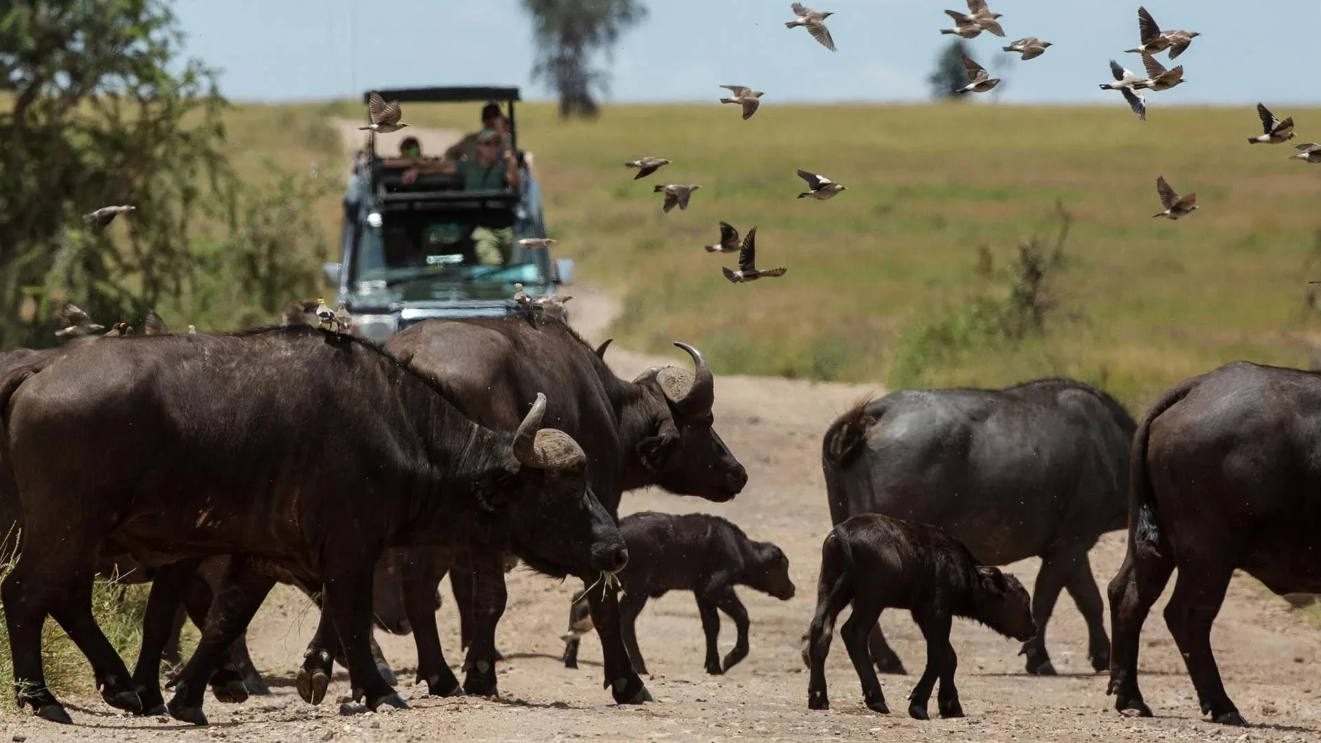 Family Reunion Safari Tanzania: 2026 Planning Guide