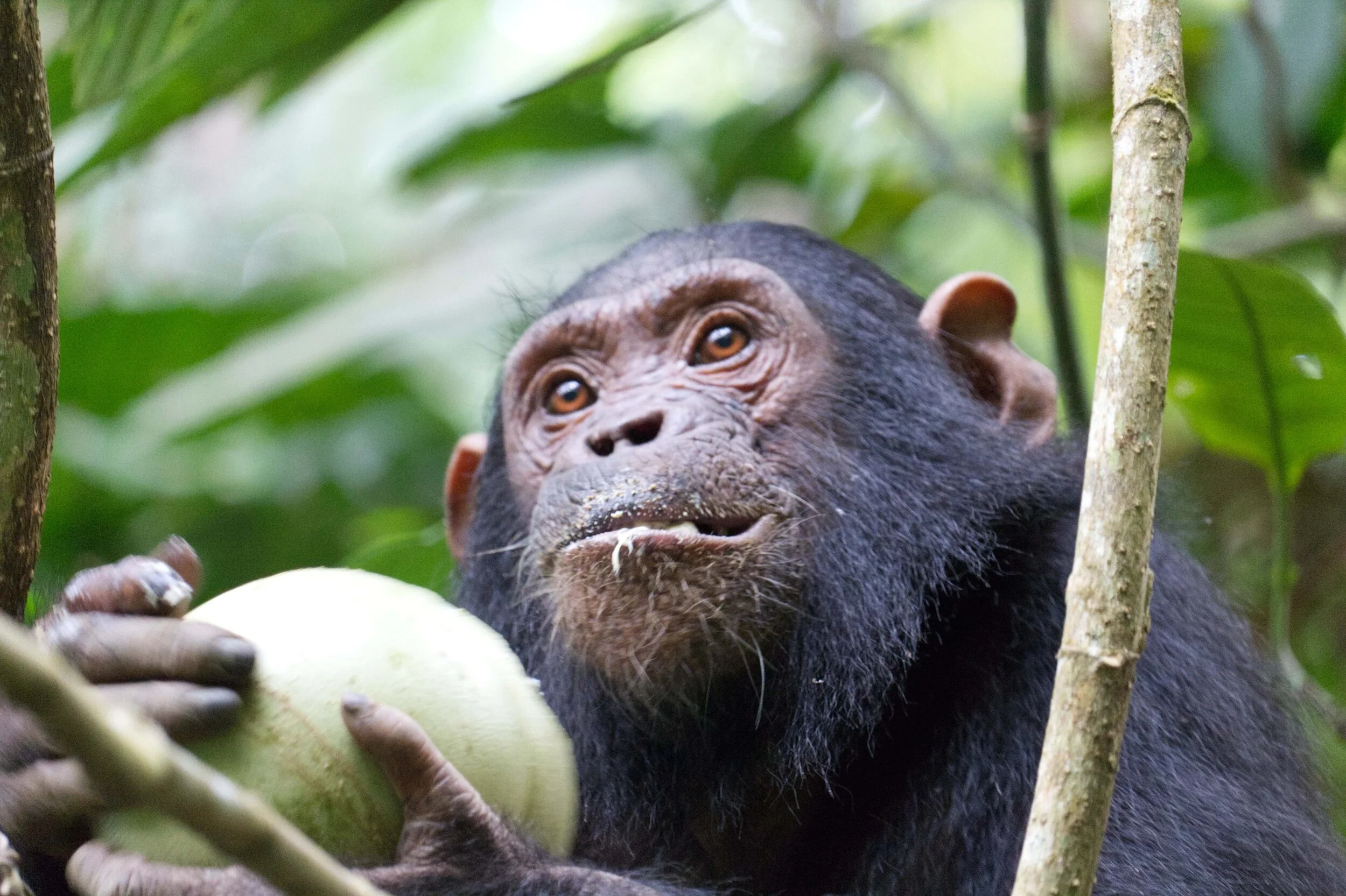 Chimpanzee in Mahale Mountains