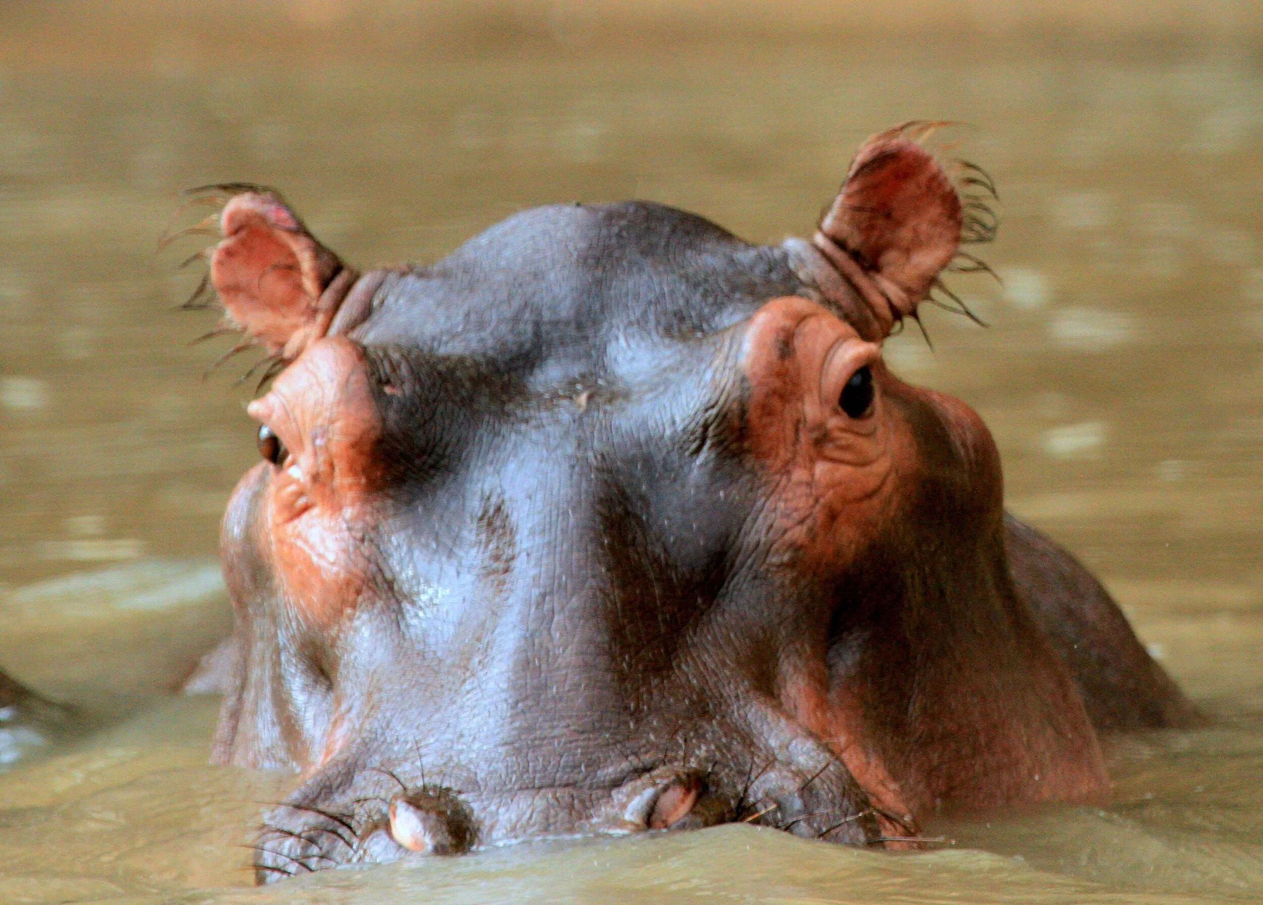 Hippo of Katavi National Park