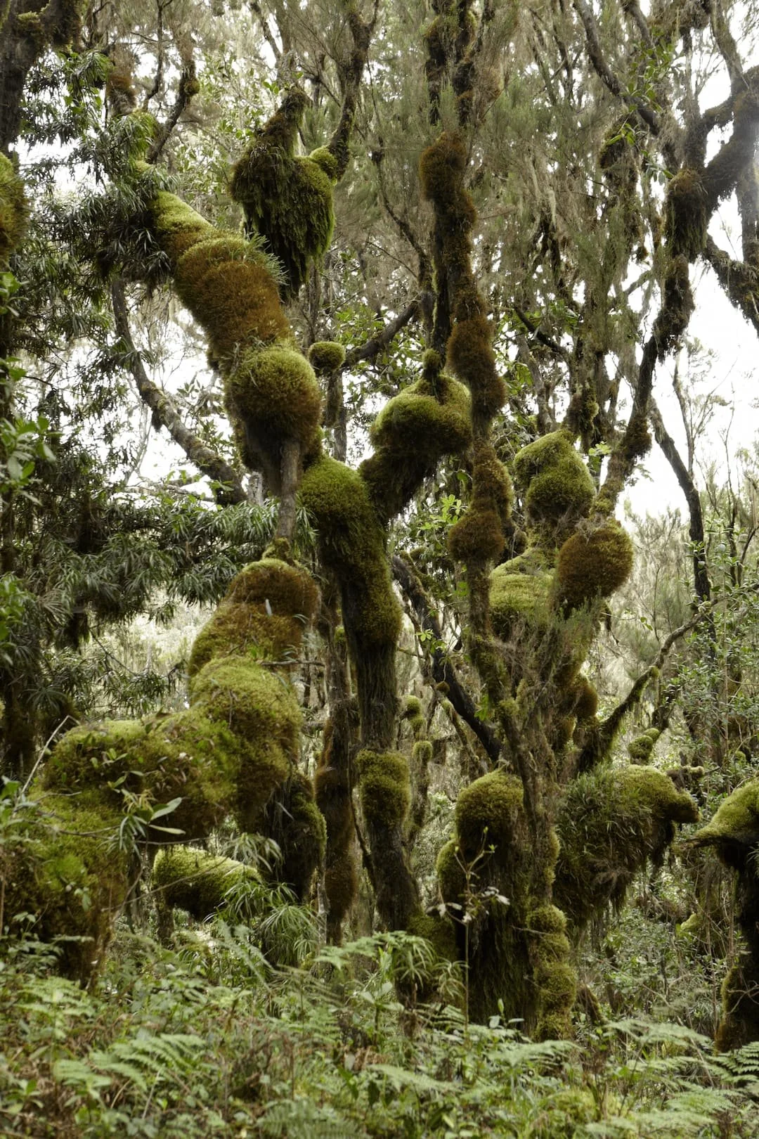 Trees in Kilimanjaro's rain forest are covered with moss and epiphytes