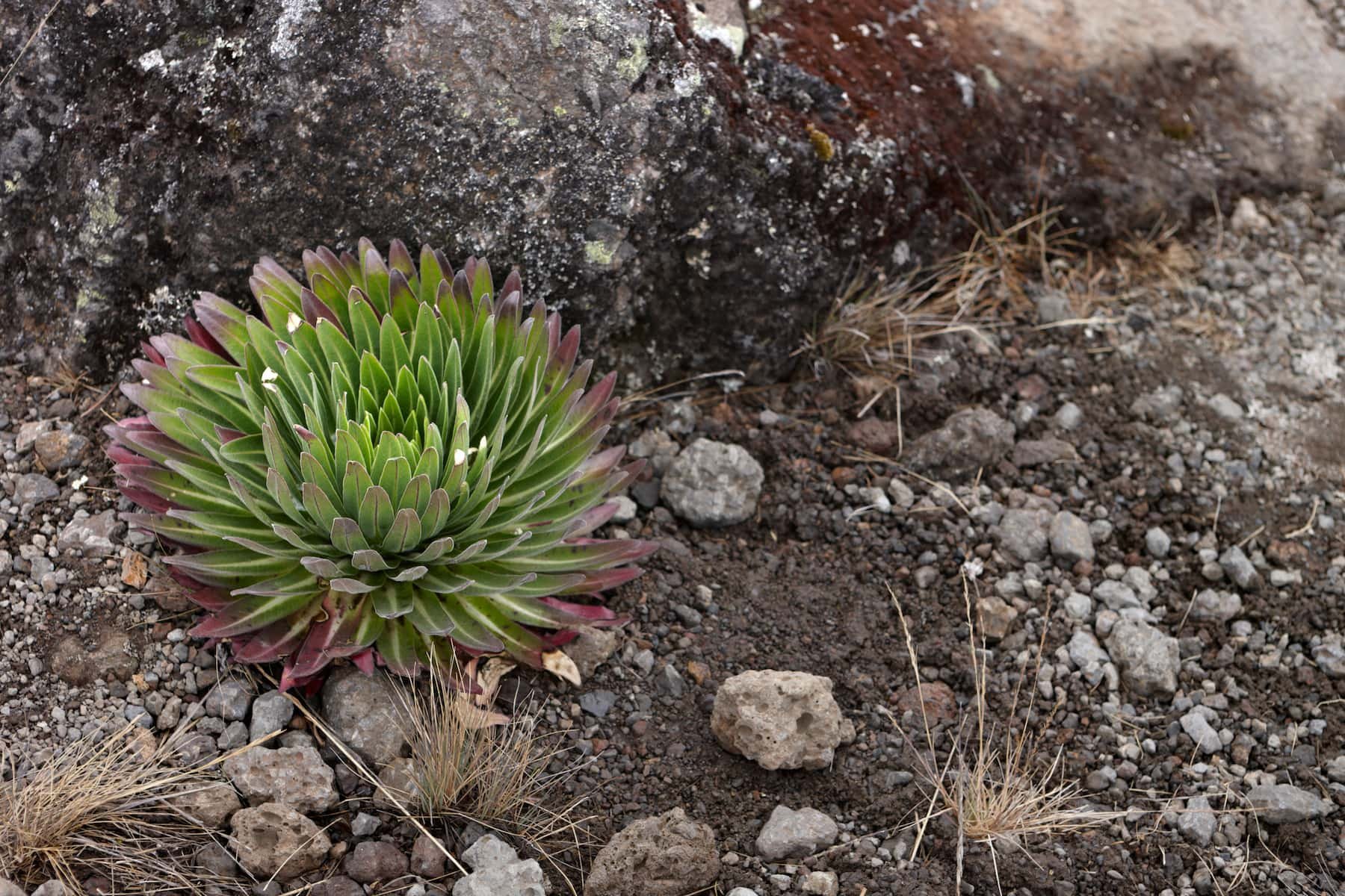 A green succulent plant with reddish tips growing in rocky desert soil near a large stone.