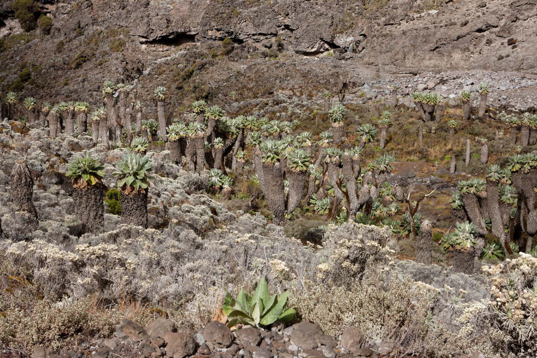 A desert landscape with unusual tall cacti with thick trunks and rosette-like green leaves on top, surrounded by smaller sand-colored plants and rocks.