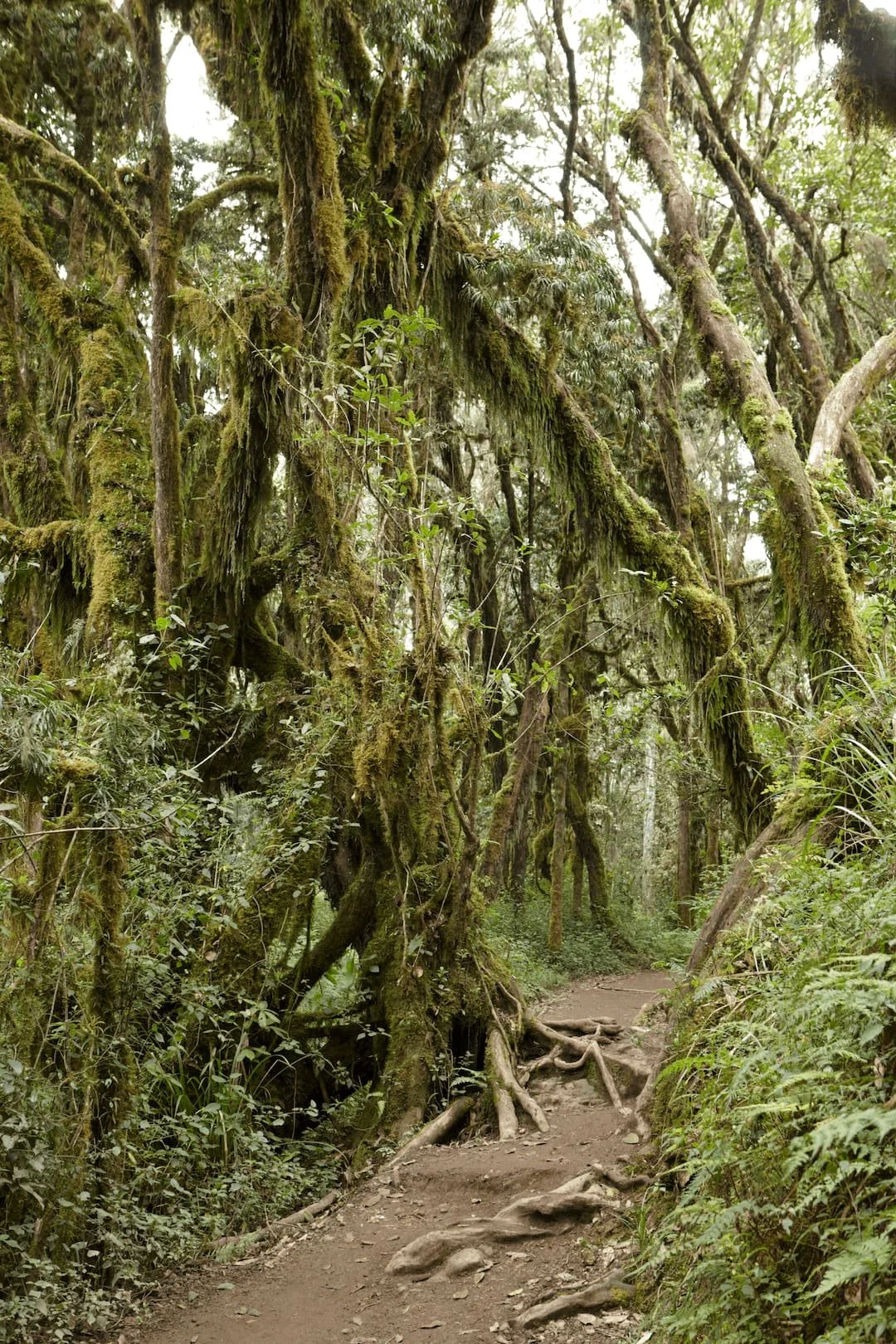 The trails in Kilimanjaro's rain forest often pass over tree roots and under the moss covered trees. Ferns line the sides of the trails.