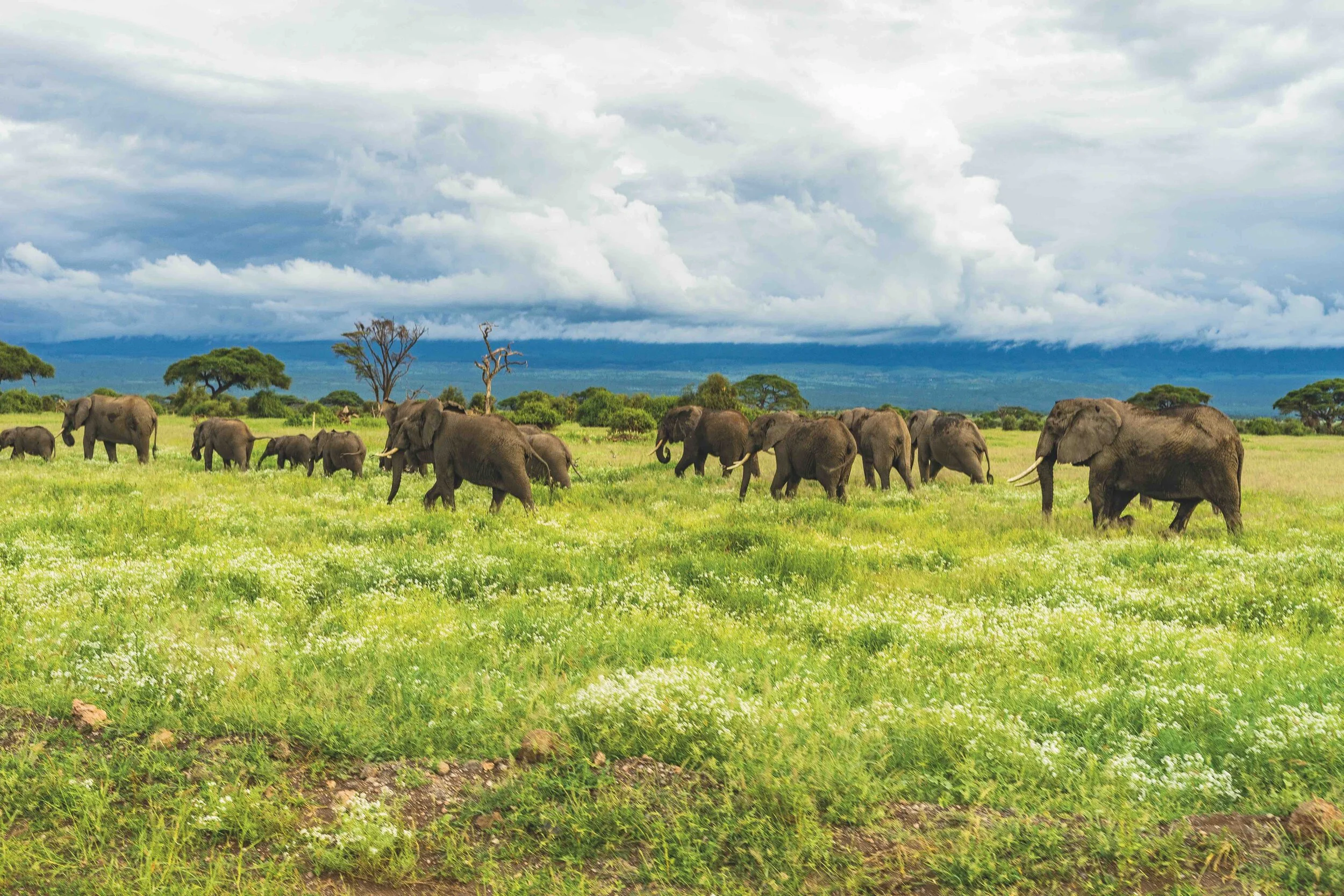 Elephants of Katavi National Park