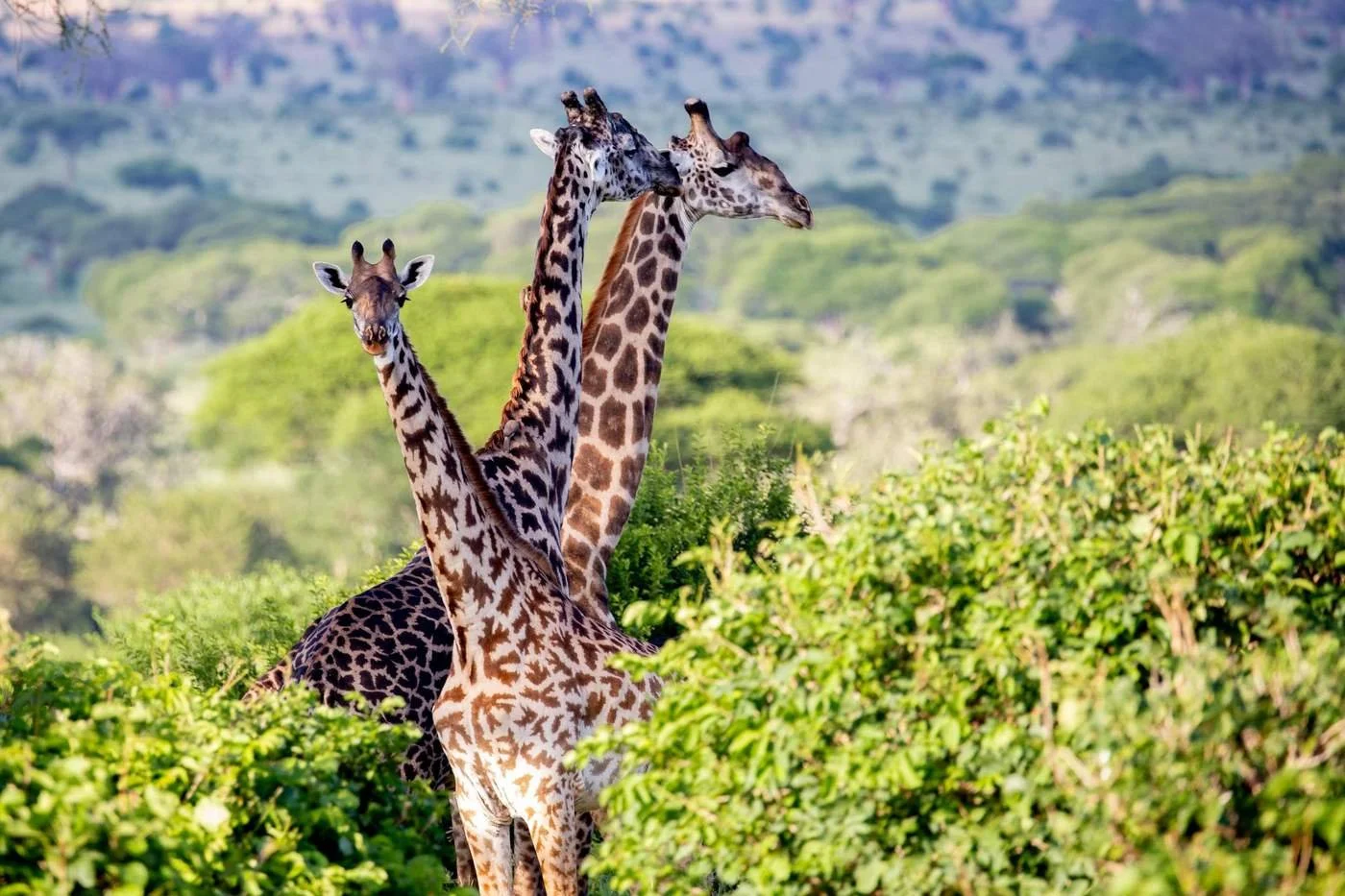 Tanzania