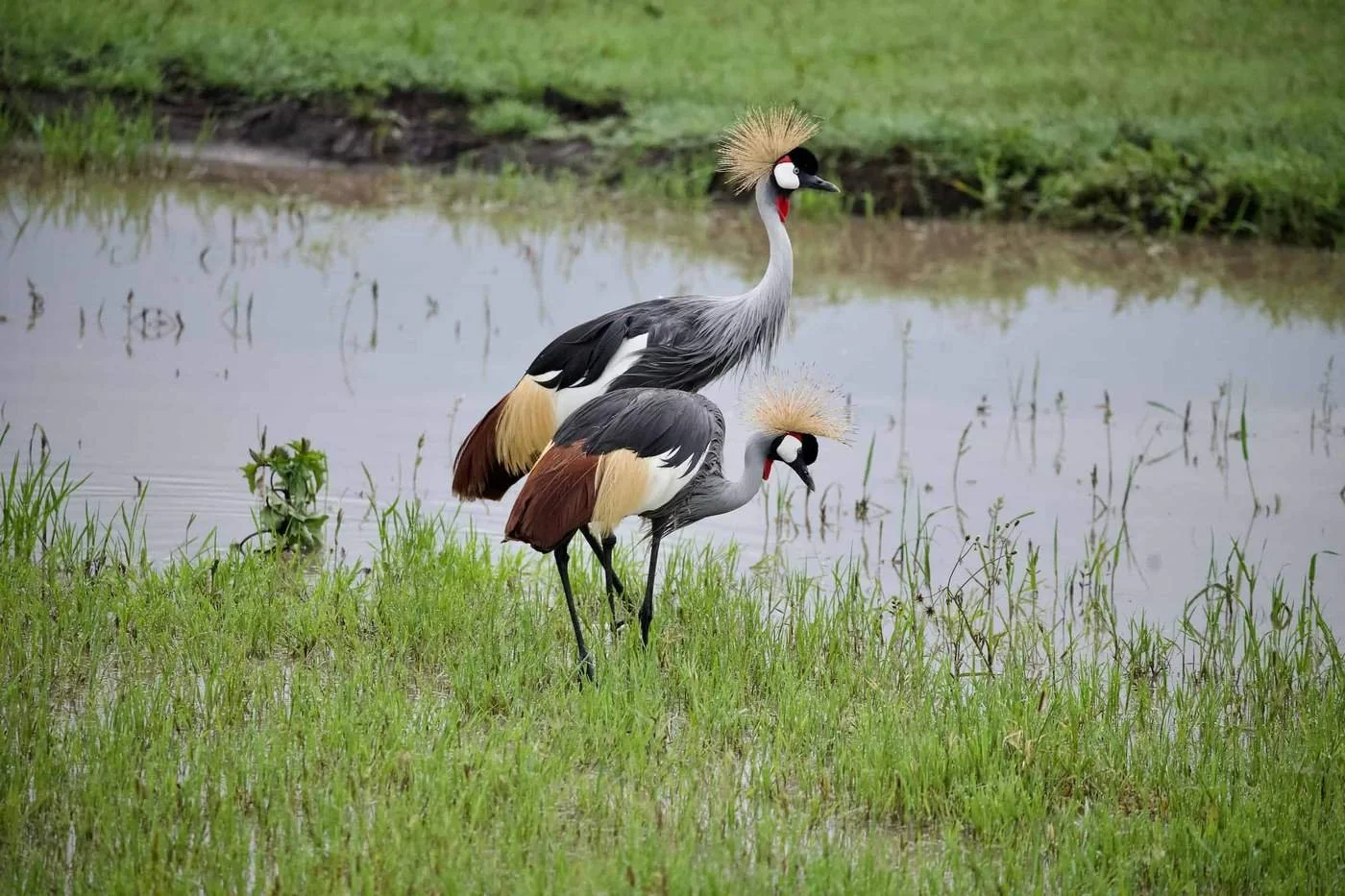 Uganda