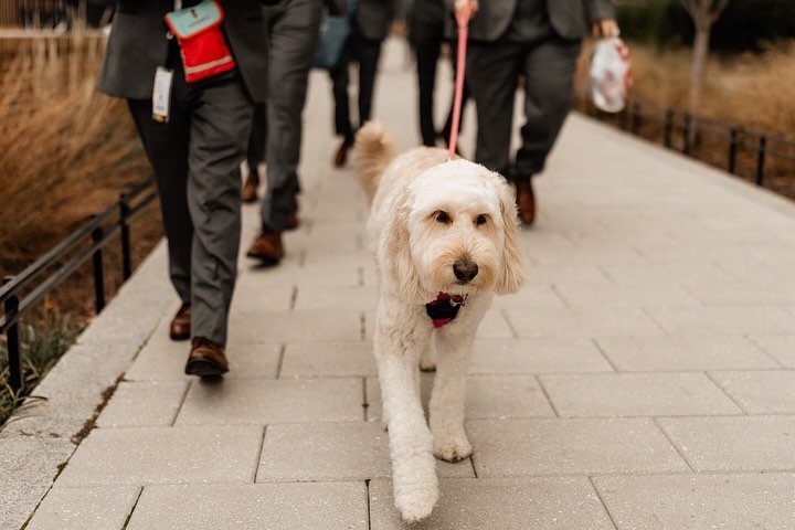 Love, laughter, and a furry friend - this wedding party is ready to take on the world, strolling down the streets with their beloved furry friend en route to say &lsquo;I do&rsquo;! 🐾
⠀⠀⠀⠀⠀⠀⠀⠀⠀
Photo: @barbaraophotography 
Design + Management: @nouv