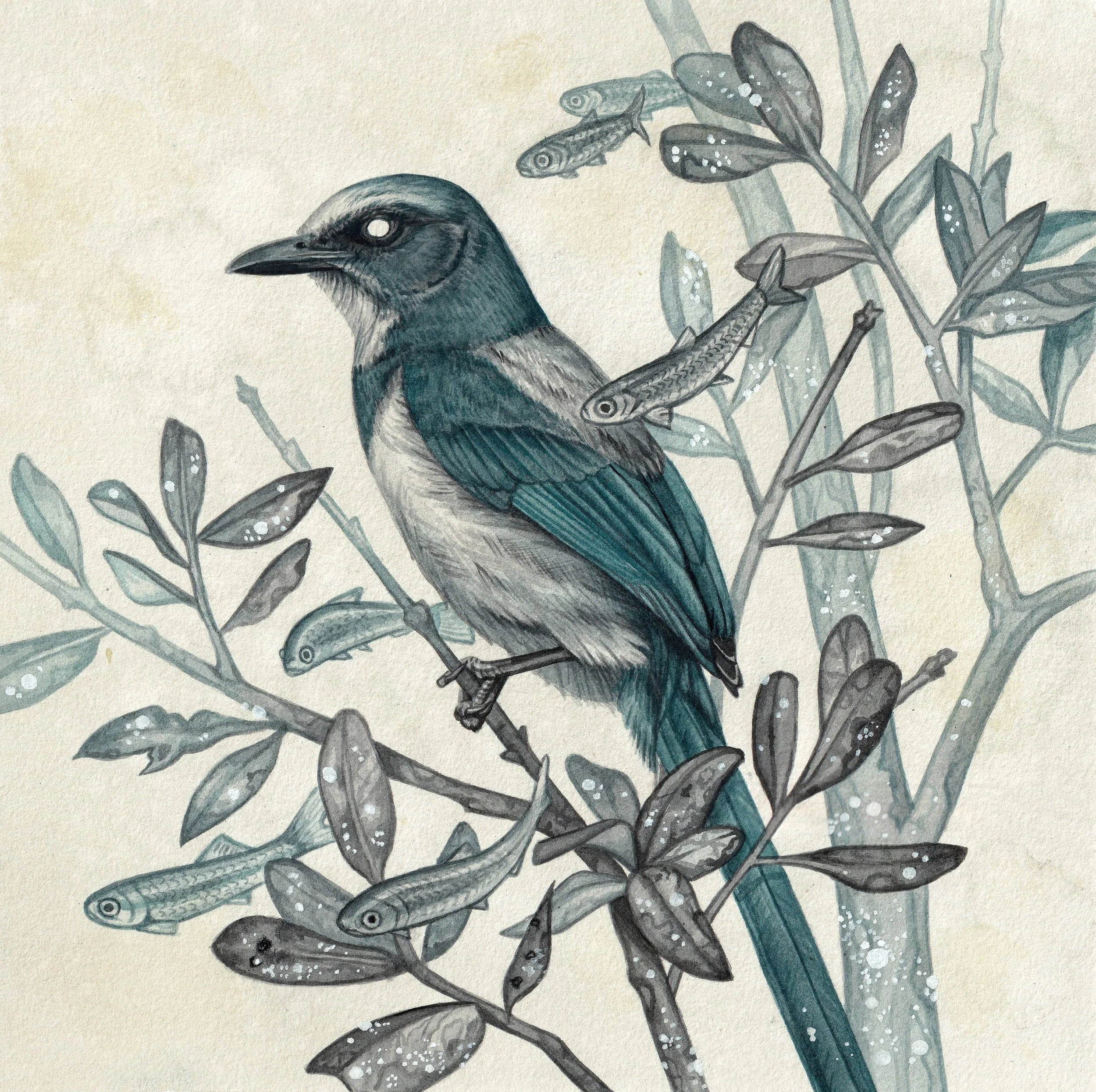 A watercolor painting depicting a Florida Scrubjay perched on a leafy branch with small fish swimming around the bird. The colors are muted blue and gray. There are salt splatters throughout the painting to symbolize the rising of sea levels.