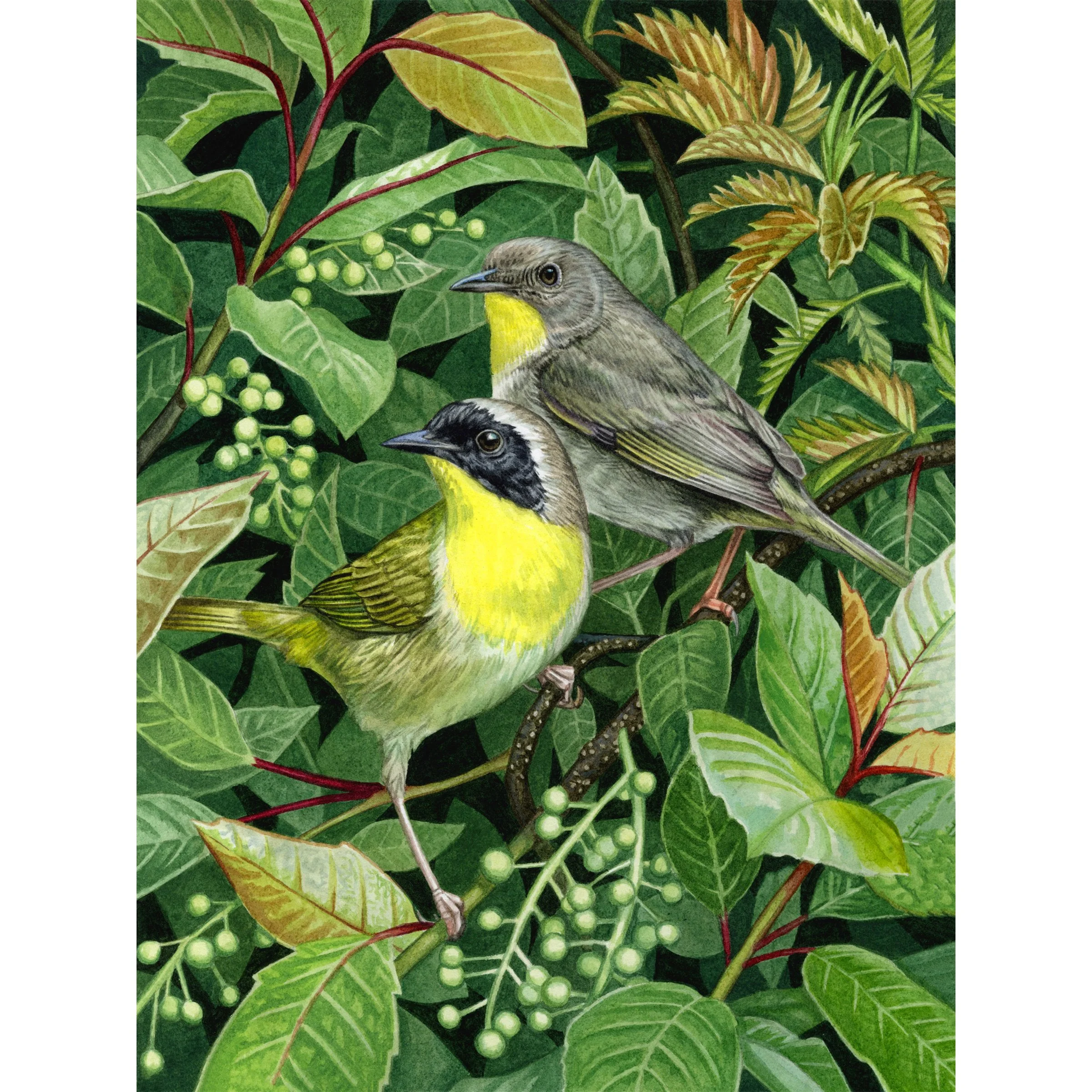 yellowthroats.jpg