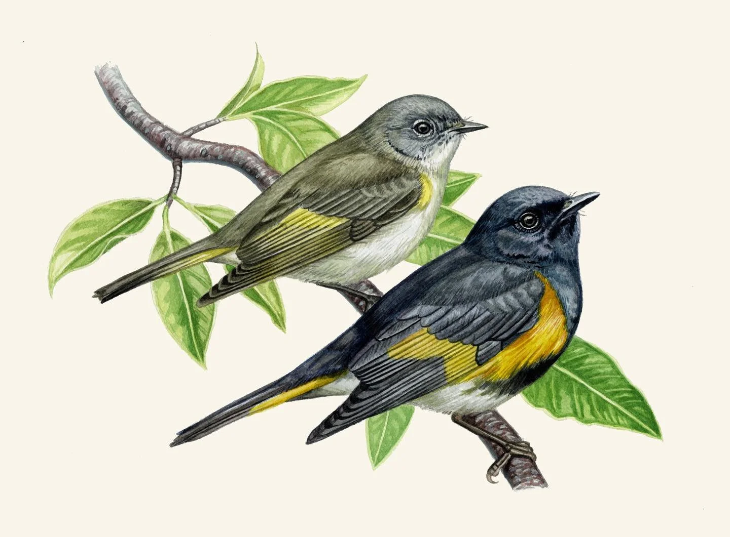 A pair of American Redstarts I painted during my time on Appledore Island last month. 🌿 When I was working on this I started a poll asking if you thought I could finish it in one day. A lot of you said no so naturally I had to prove you wrong and pa