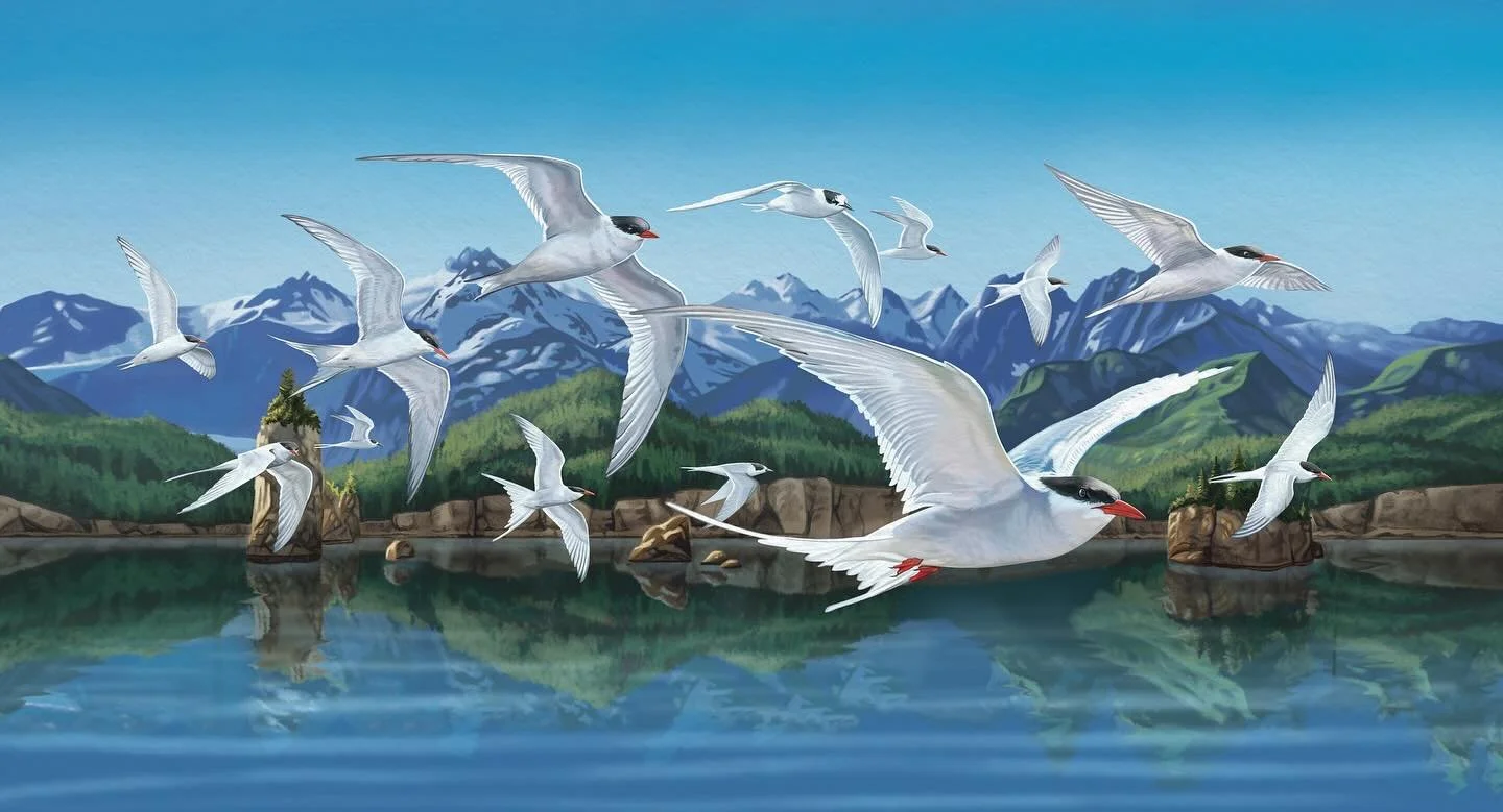 It&rsquo;s been a minute! Here&rsquo;s an illustration of Arctic Terns I created for Global Big Day 2025, organized by the Cornell Lab of Ornithology. 🗻