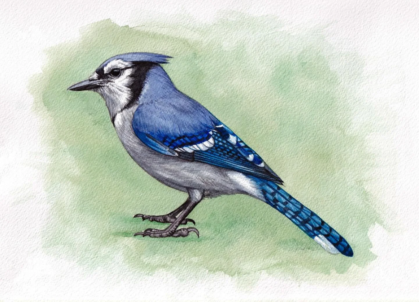 A study of a Blue Jay that I painted during my stay at Baxter State Park in September. 
I&rsquo;ll be making a Holiday art announcement later, so keep an eye out! ⛄️