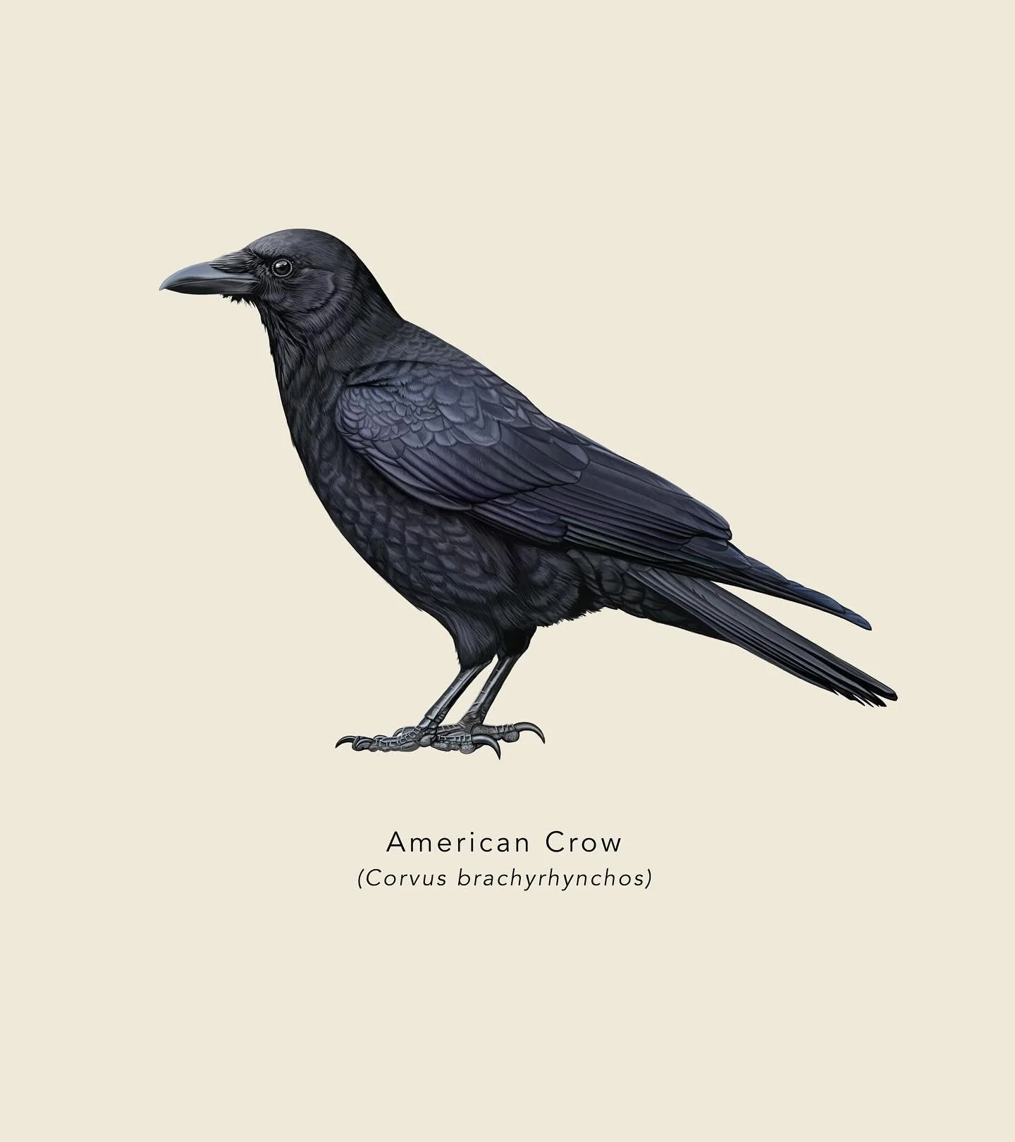 American Crow illustration for the Cornell Lab of Ornithology. This was for a guide on how to tell corvids apart (which I will post at a later date). Corvids are one of my favorite bird families, so I had a lot of fun working on this! 🖤