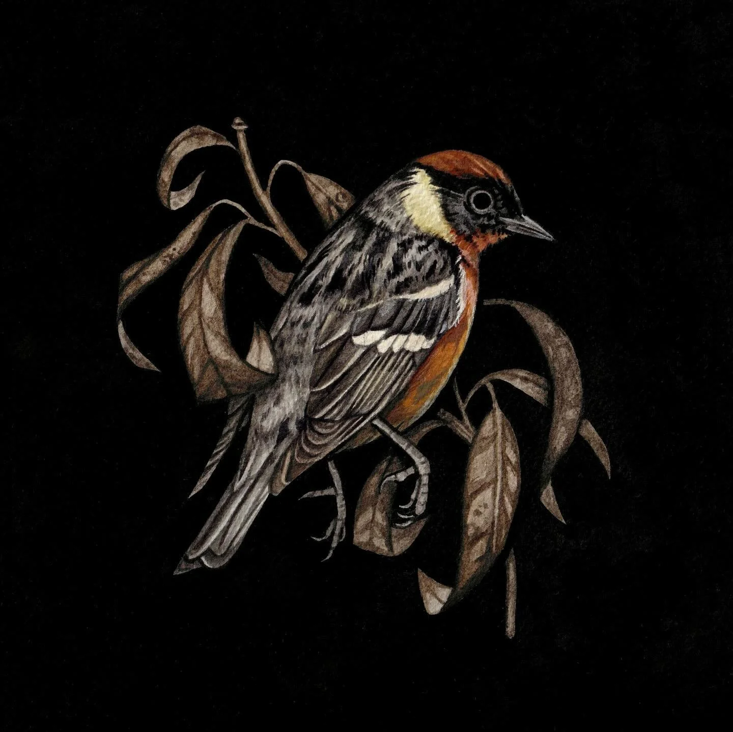 &bull; The Soft Collapse &bull; 
Another painting that was on view at @archenemyarts this month. Featuring a Bay-breasted warbler.