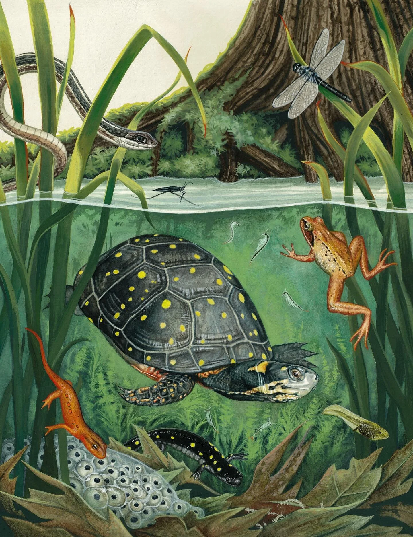 Happy World Wetlands day!

For those of you who have been waiting, prints are restocked! Link in bio. :)

#worldwetlandsday