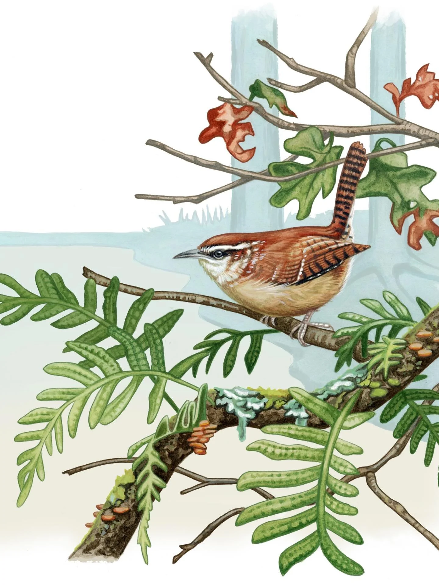Carolina wren for the Cornell members mug, 2025. (right side). 
This was painted with transparent watercolor and acrylic gouache. 🌿