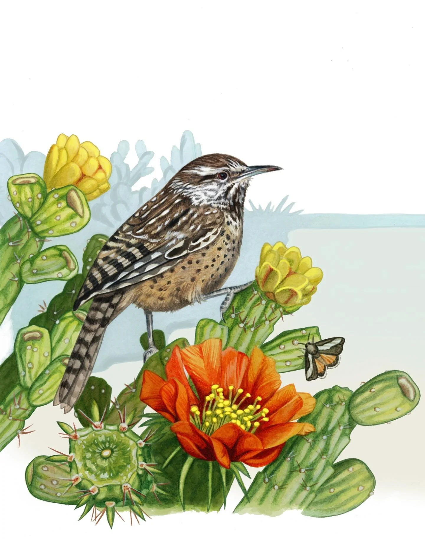 Cactus wren for the Cornell members mug, 2025. (Left side). 
This was painted with transparent watercolor and acrylic gouache. 🌵