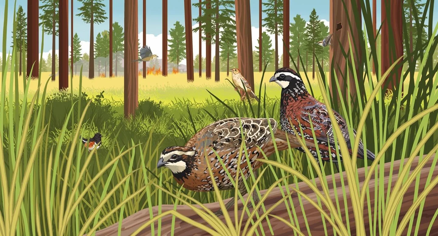 Here are a few illustrations I created last summer in collaboration with the Cornell Land Trust Bird Conservation Initiative! 🐦&zwj;⬛