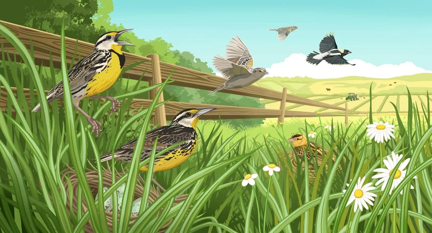 Here are a few more illustrations I created last summer in collaboration with the Cornell Land Trust Bird Conservation Initiative! 🐦&zwj;⬛🌾