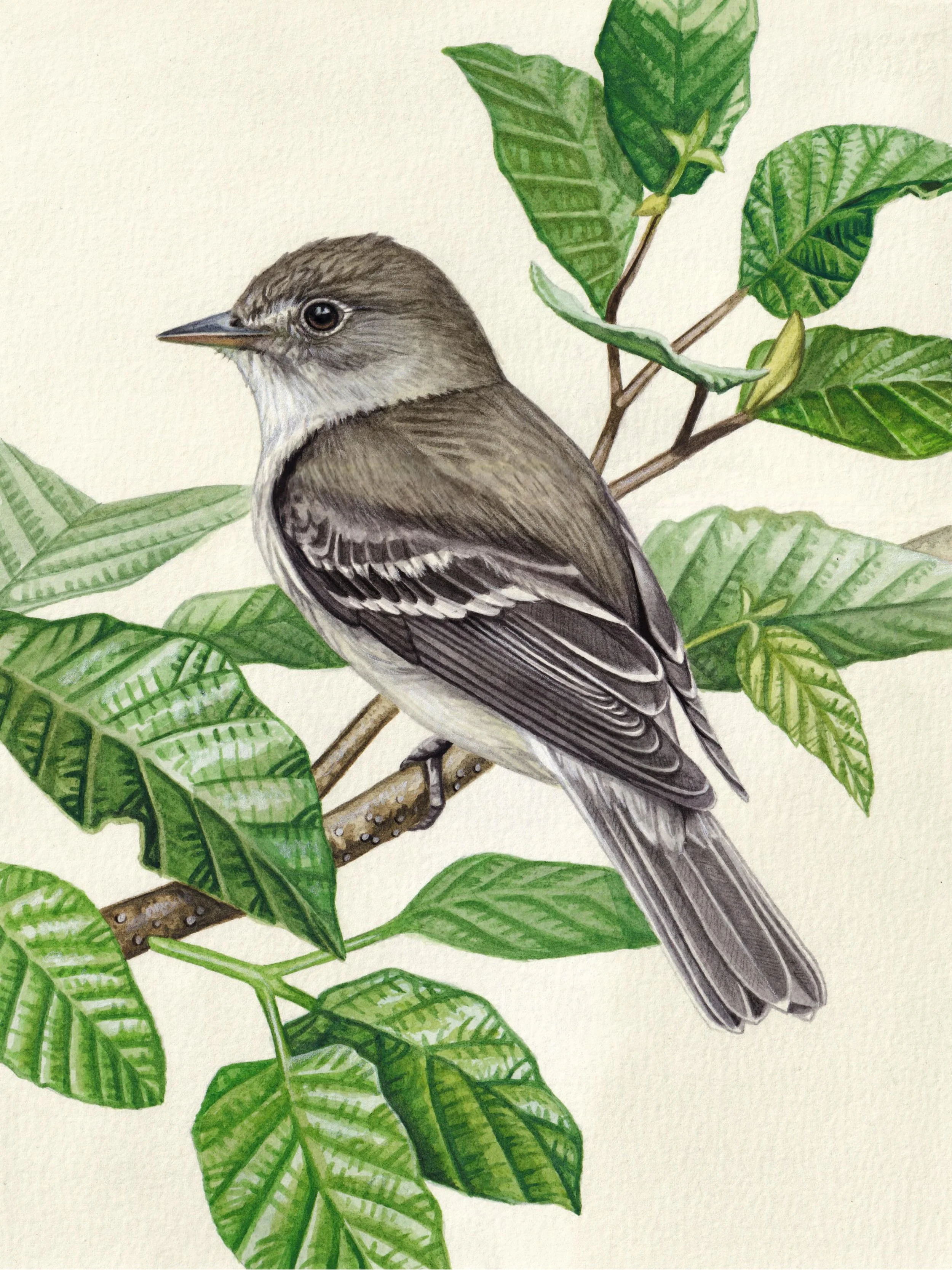 My newest painting of the Alder flycatcher. 🌿 This will be available for purchase on my website tomorrow at 5pm EST!