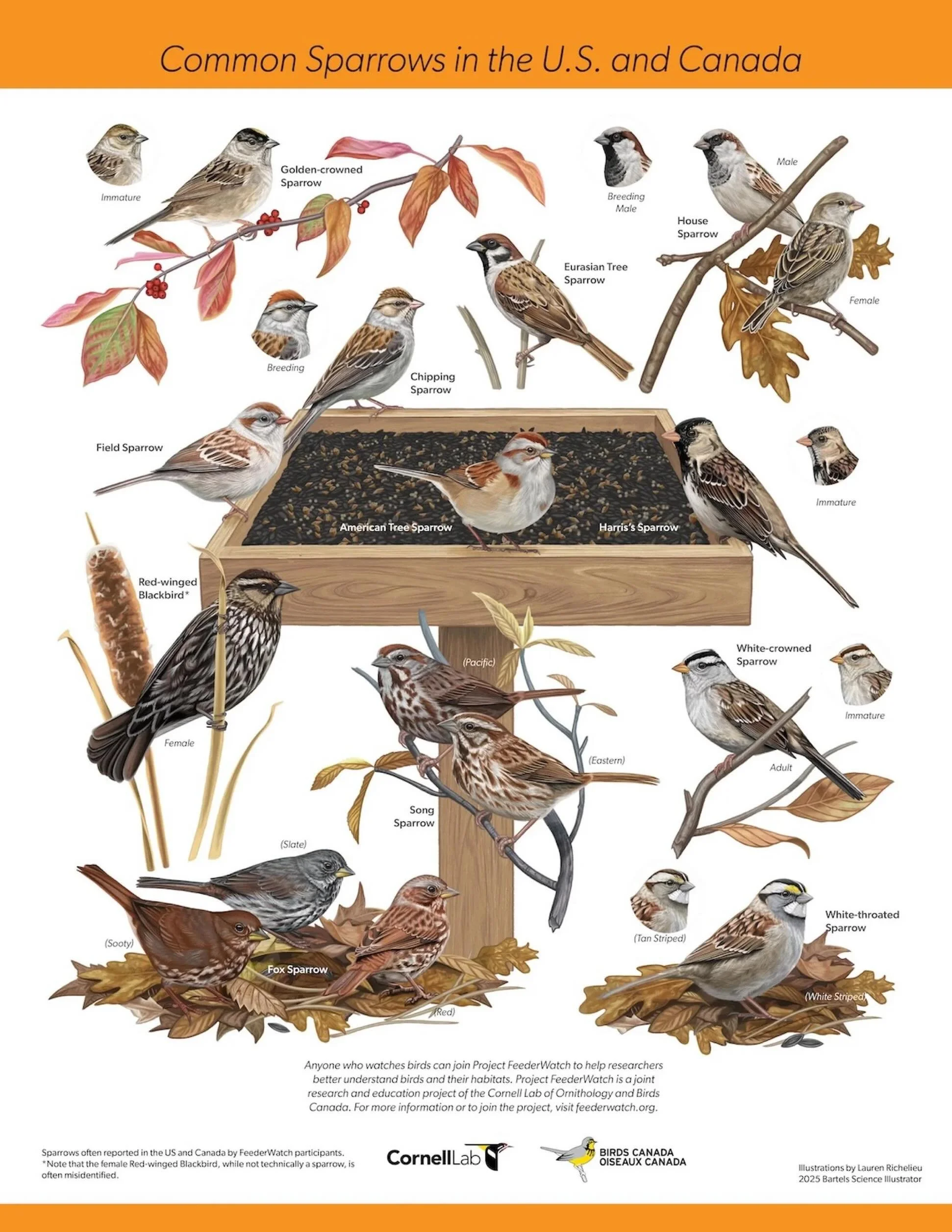 A project I completed last summer for Project Feederwatch, featuring common sparrows of the U.S. and Canada!