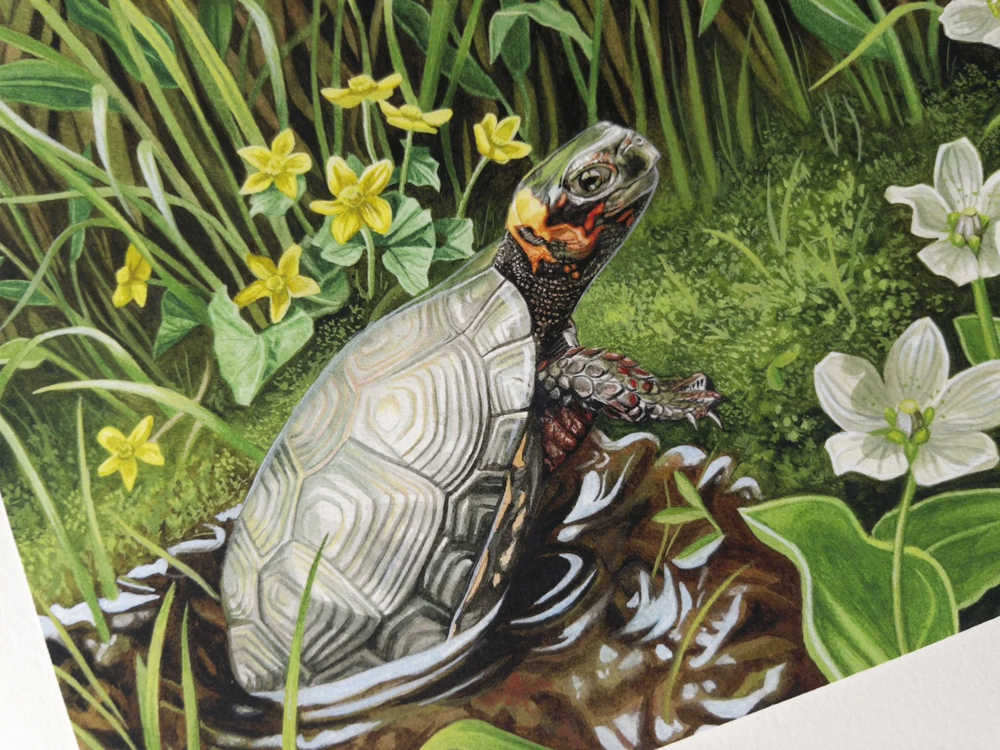 bogturtle3.jpg