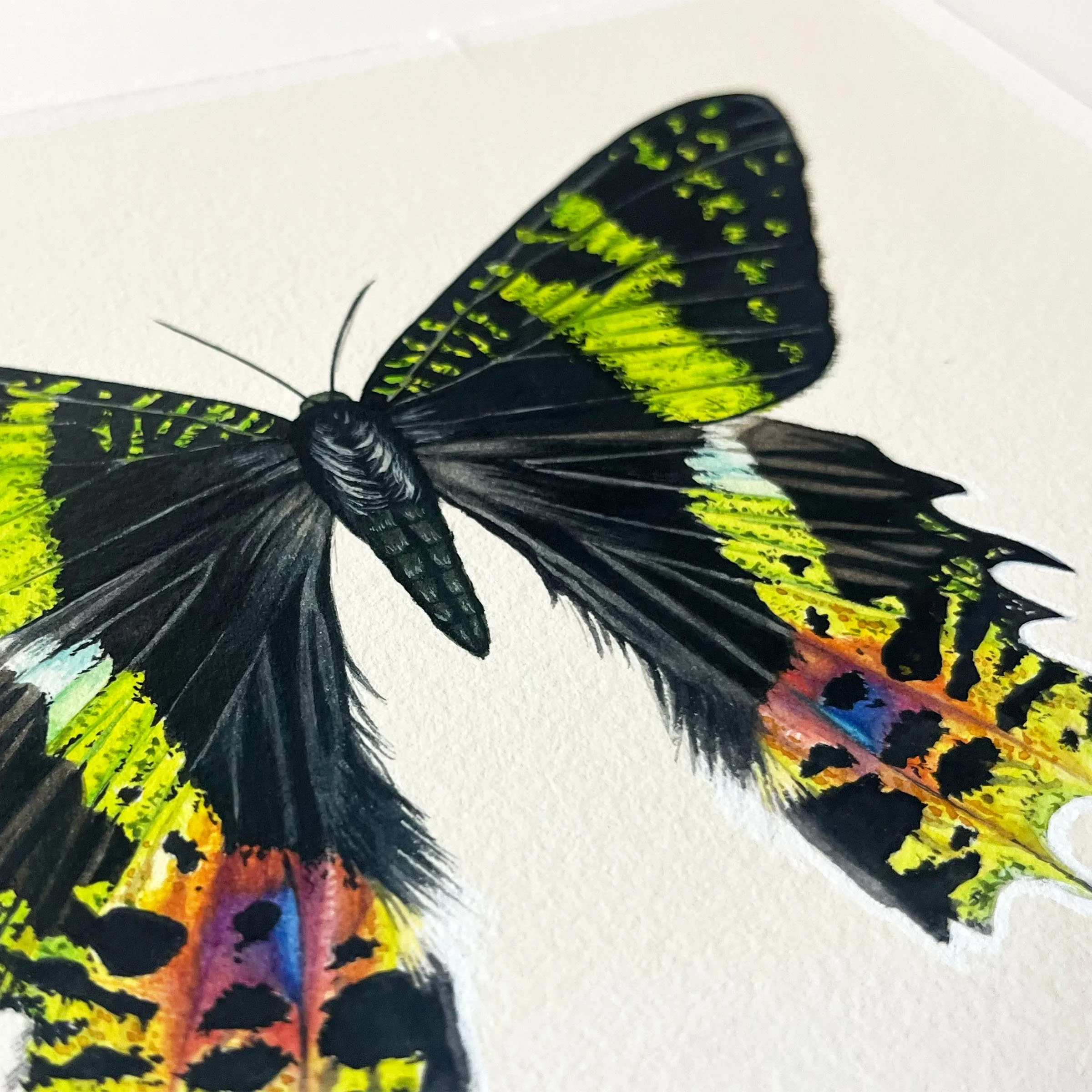 sunsetmoth2.jpg