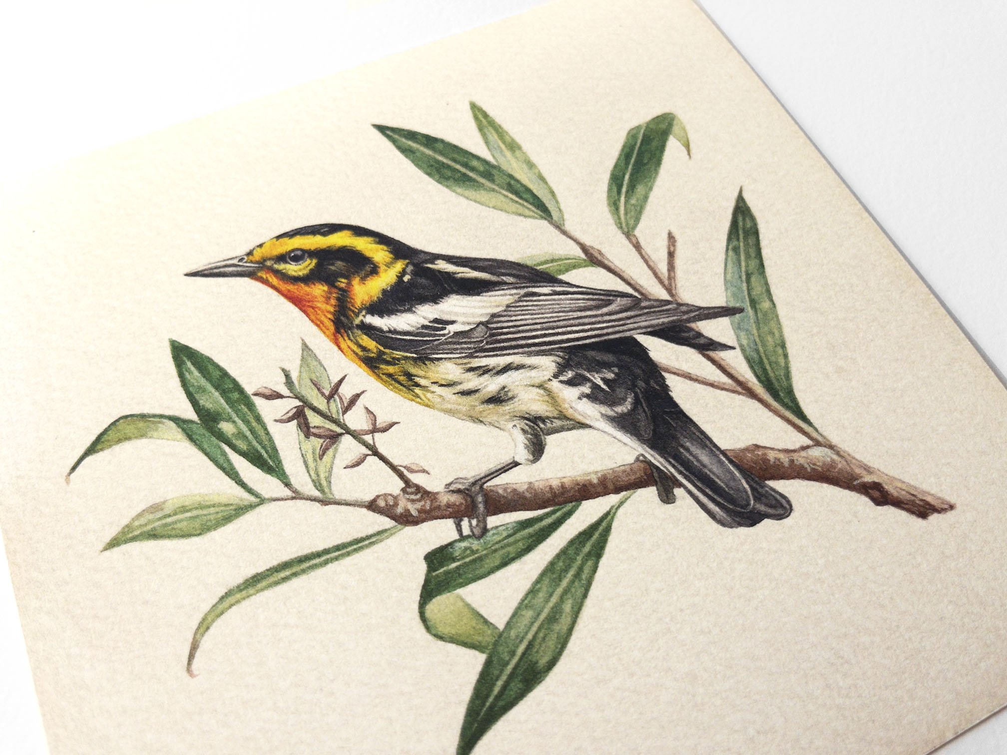 warbler3.jpg