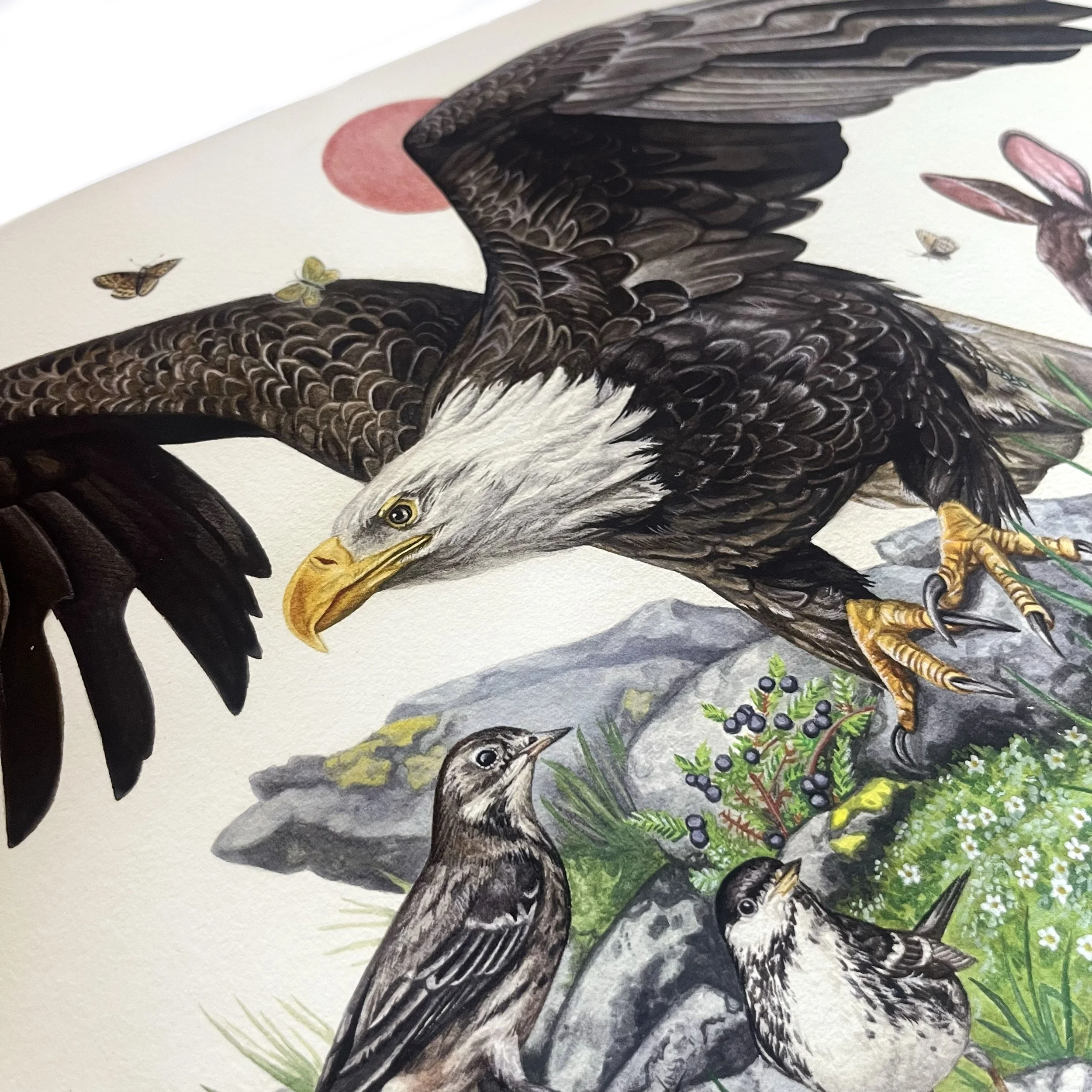 eagle1.jpg
