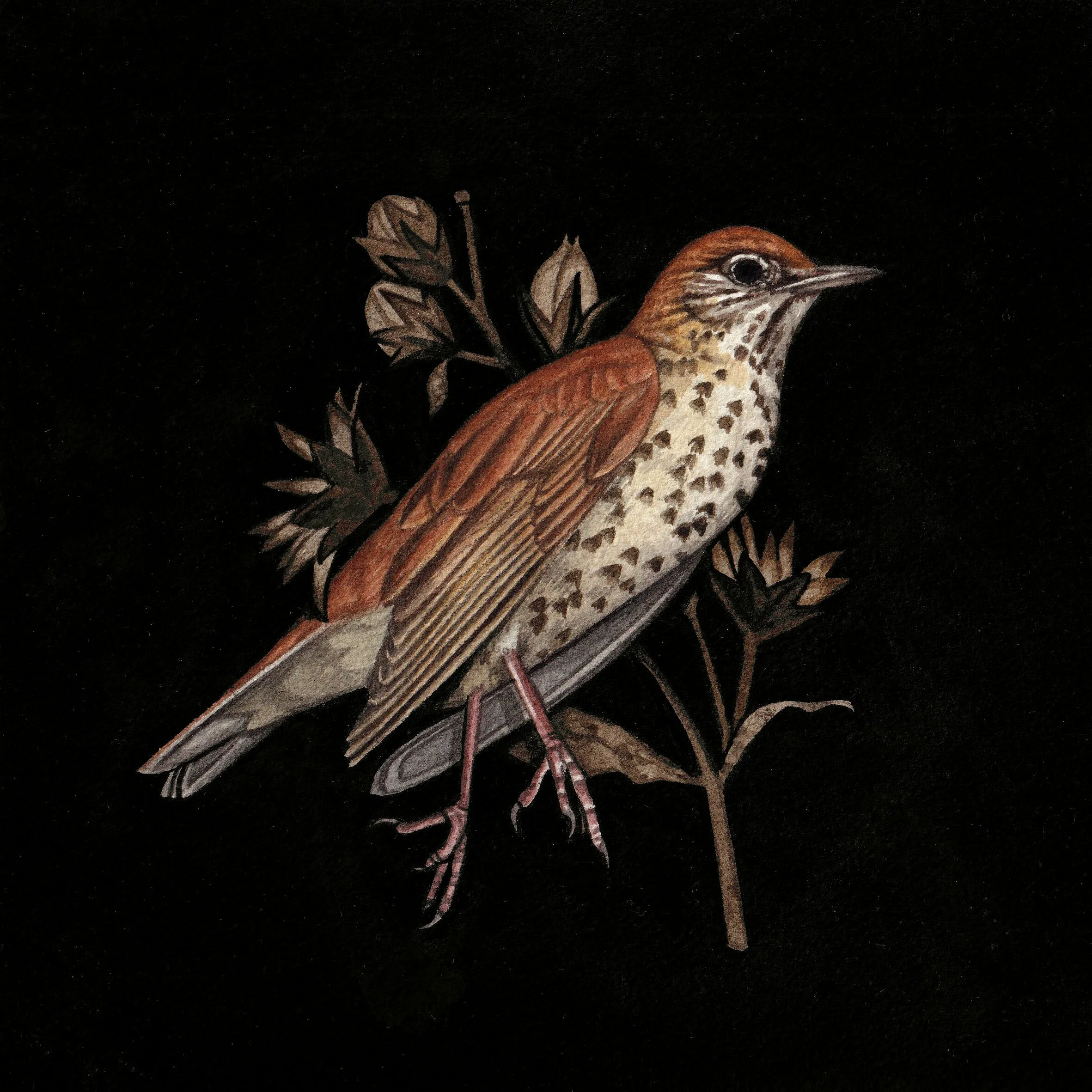 SoftDeparture copy.jpg