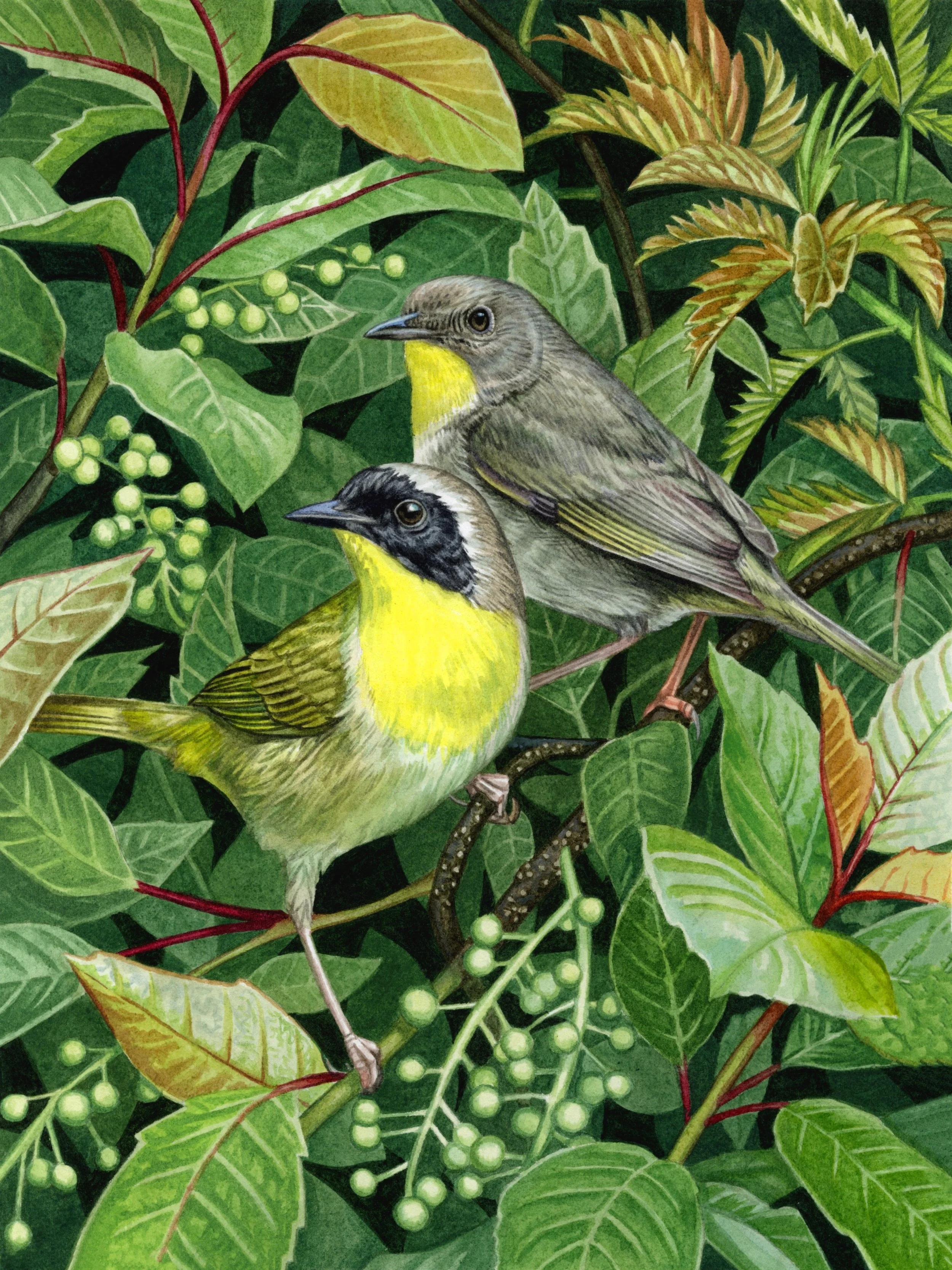 Common_Yellowthroats.jpg