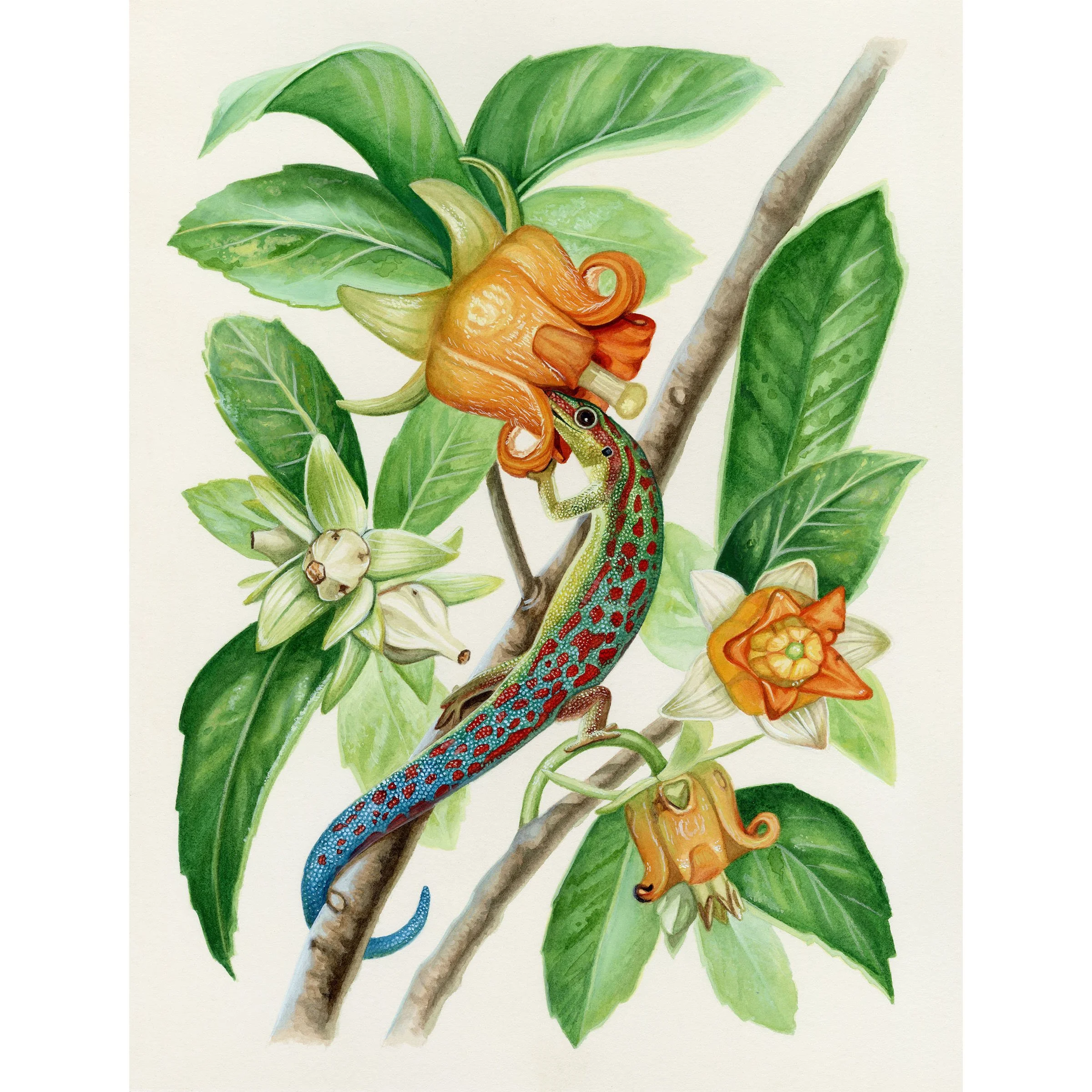 daygecko.jpg