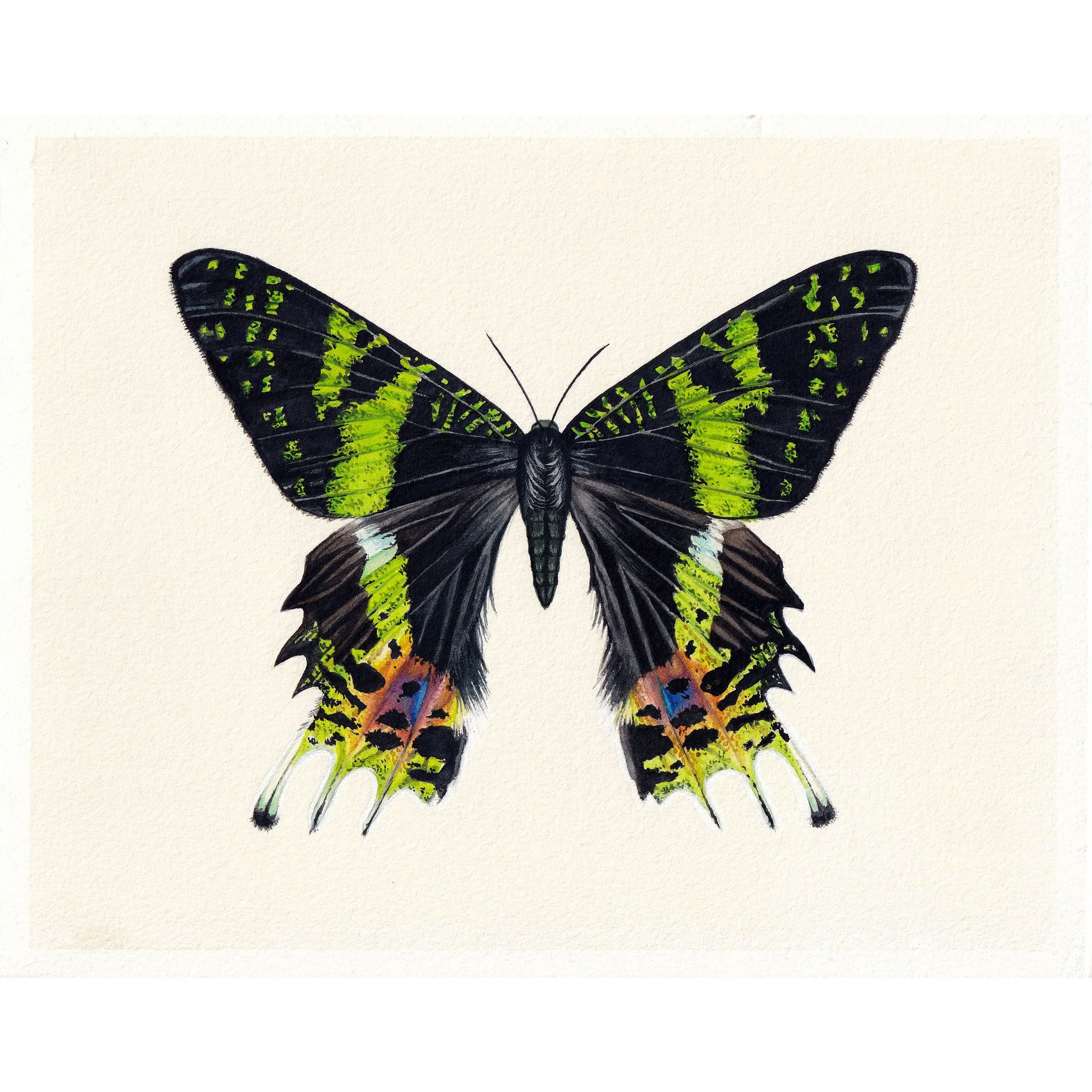 sunsetmoth1.jpg