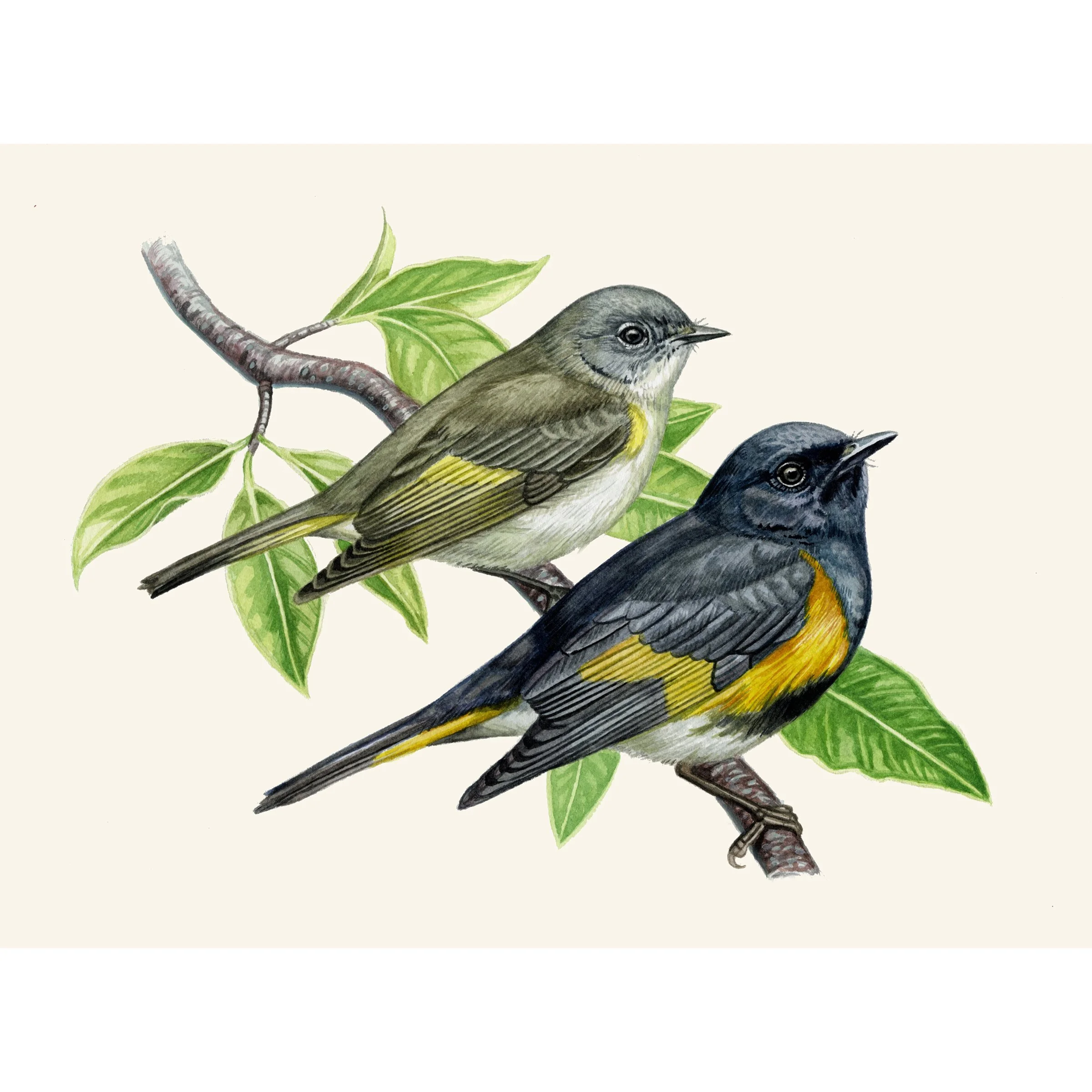 redstarts.jpg