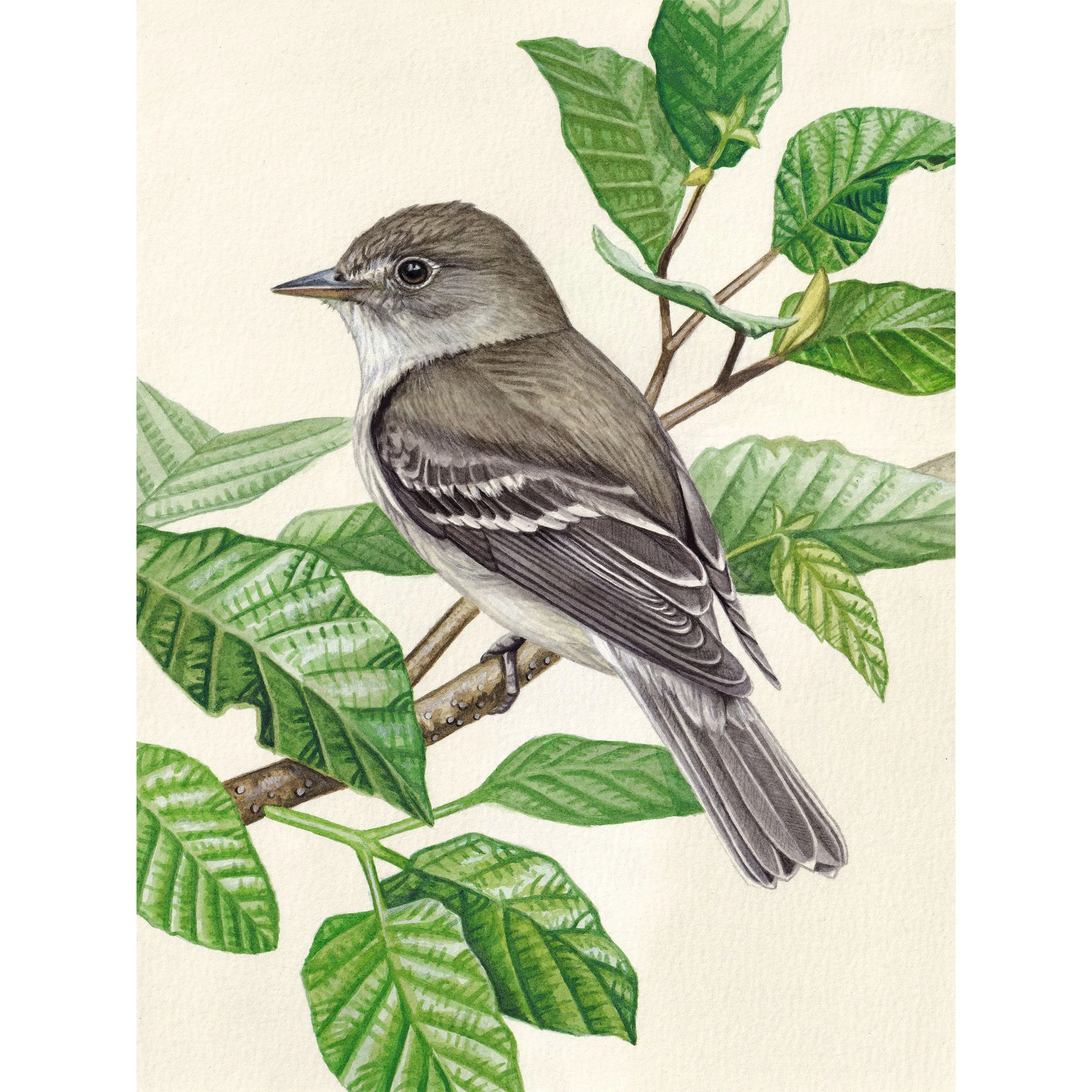 flycatcher.jpg