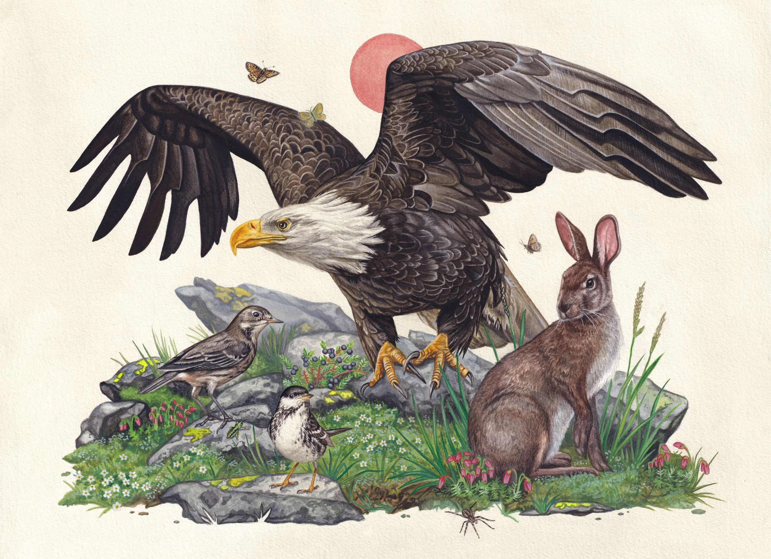 Watercolor painting of a Bald Eagle perched on a rock, surrounded by low-growing alpine plants. There are two small birds also perched below the eagle, and a small snowshoe hare. Moths fly around in the air. Color palette is browns, greens, and hints