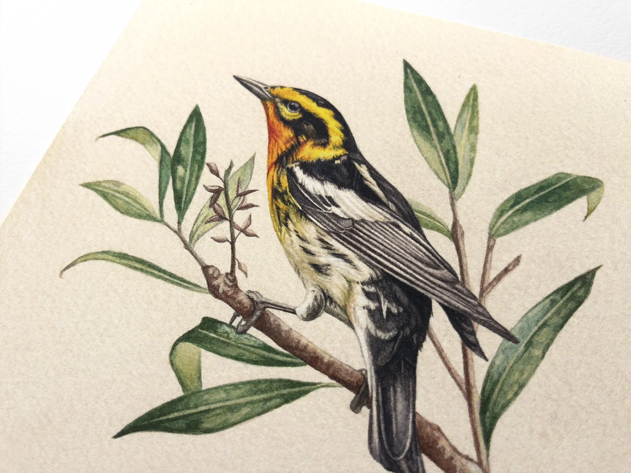 warbler2.jpg