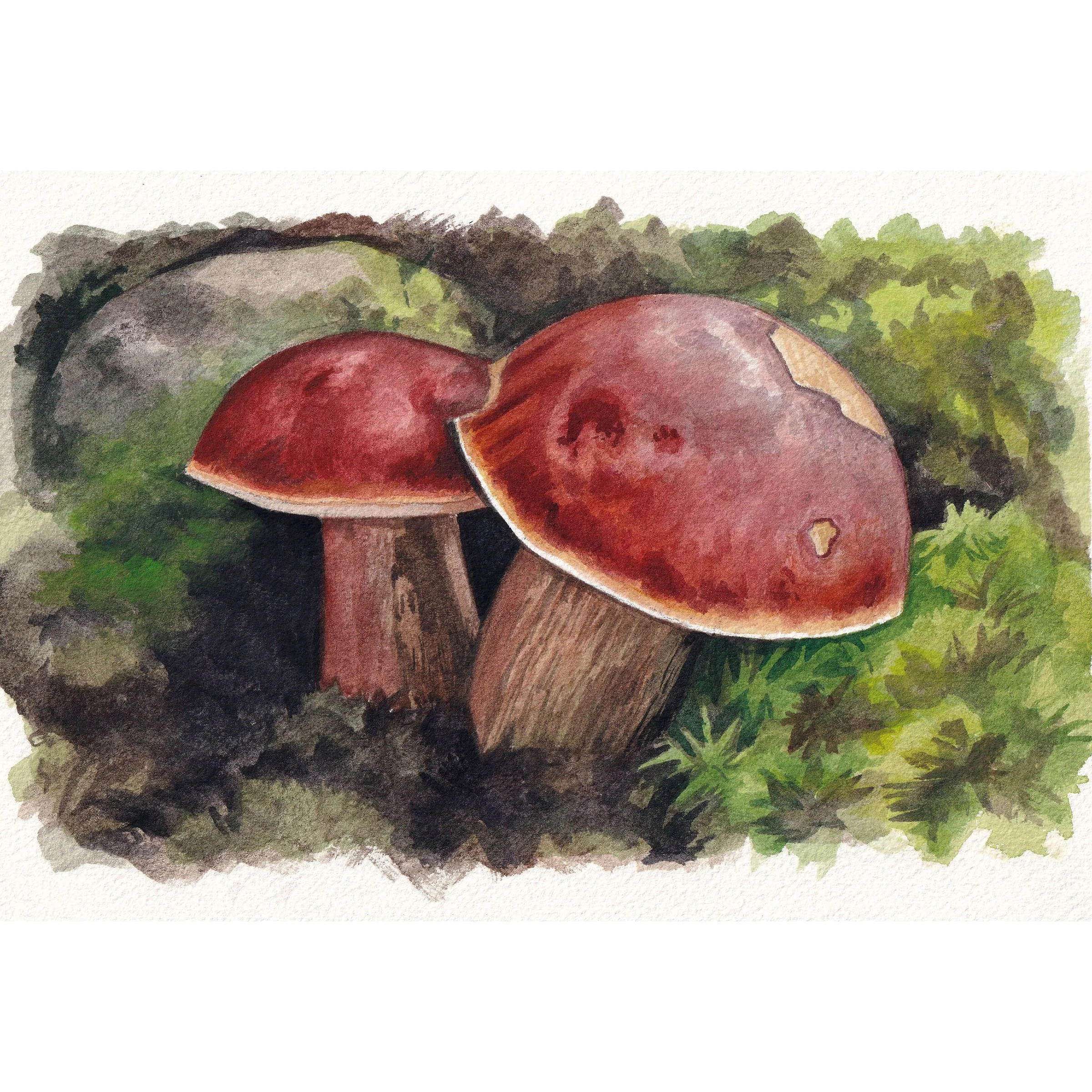 mushrooms1.jpg