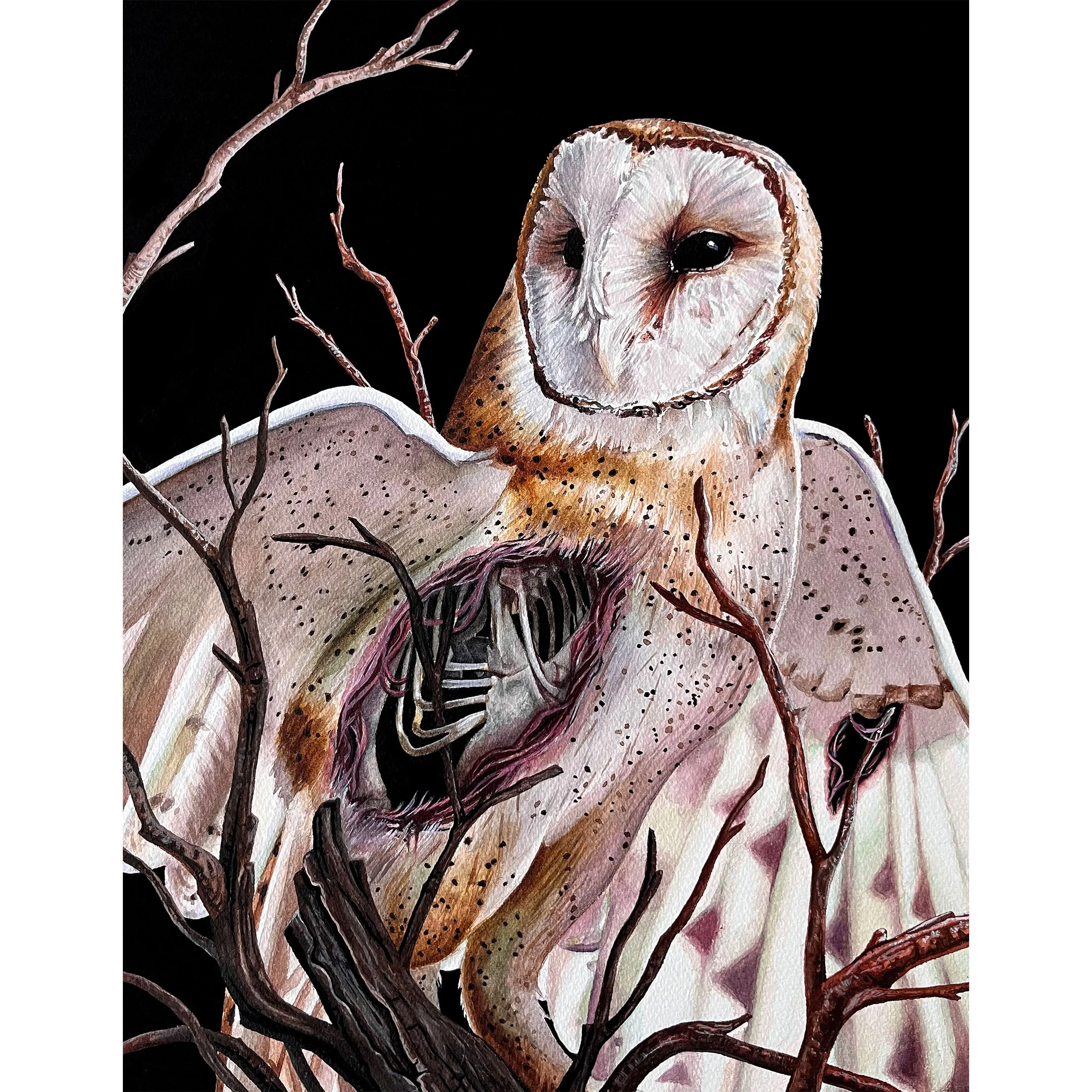 barnowl1.jpg