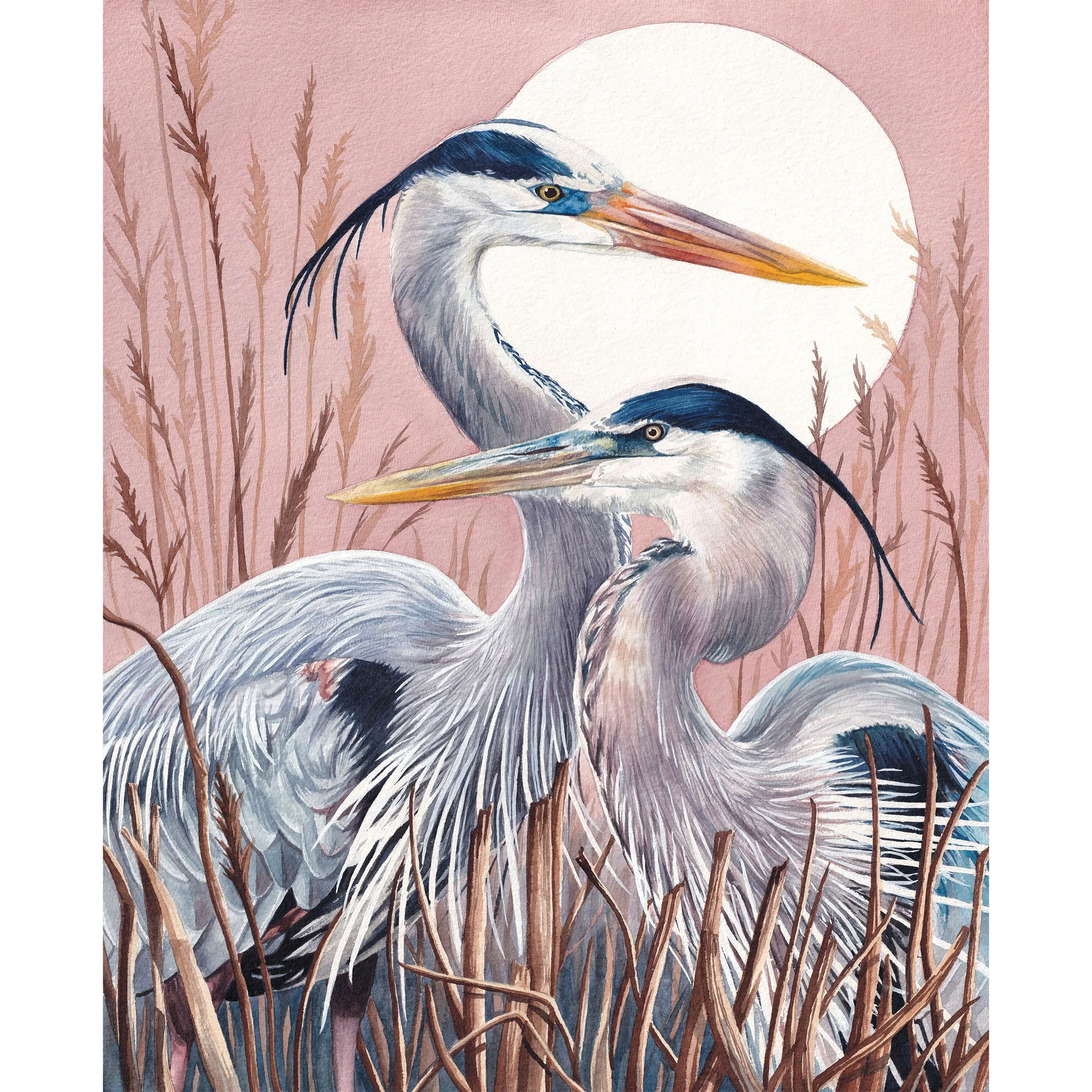 herons.jpg