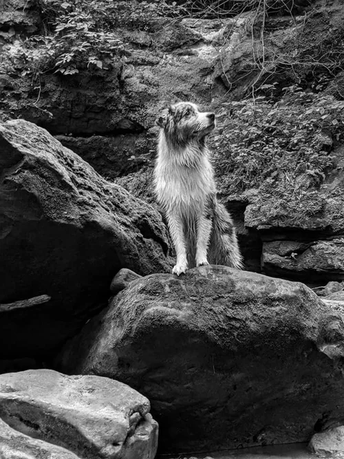 Home Visit Euthanasia Veterinary Veterinarian