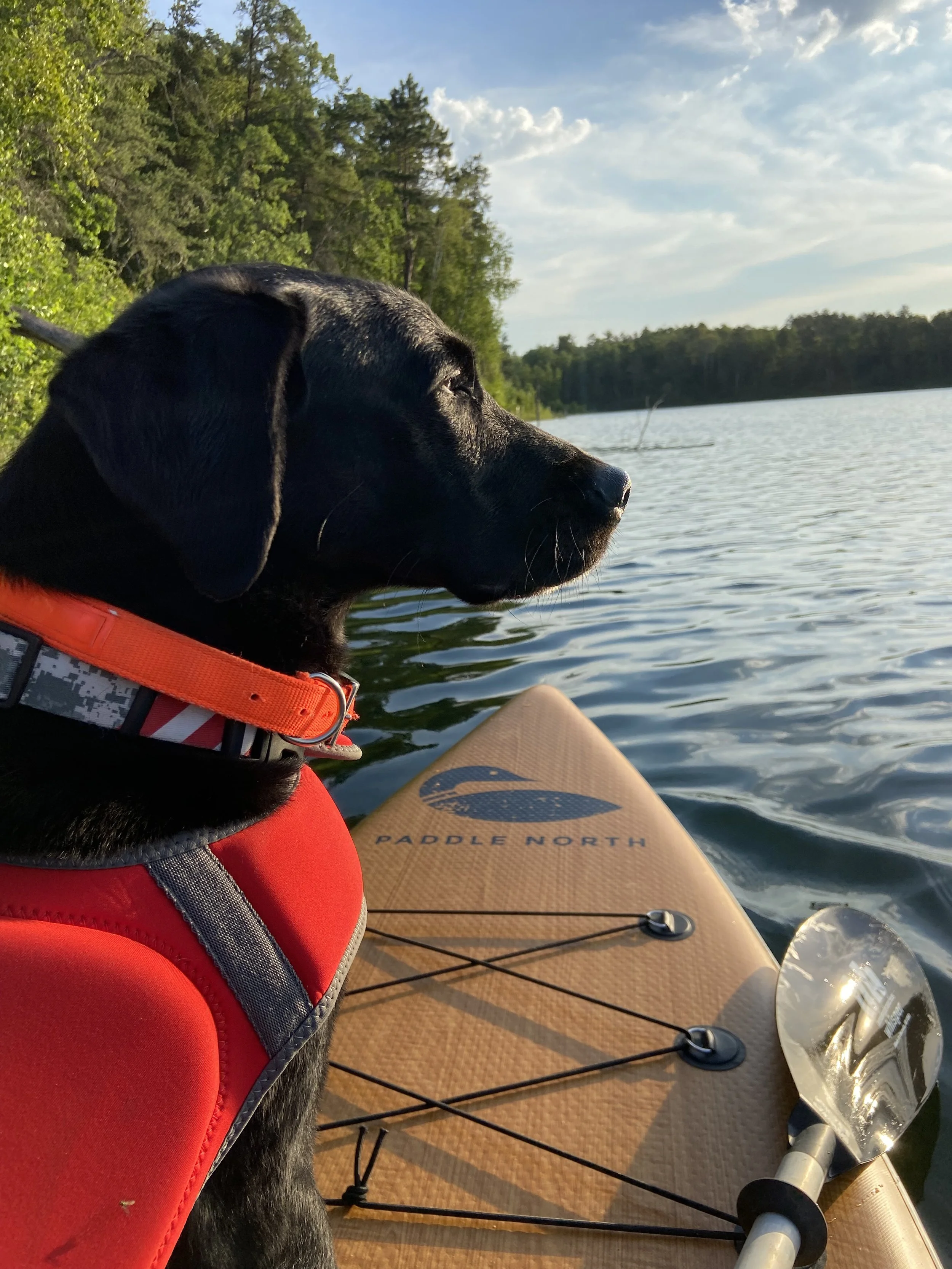 Home Visit Euthanasia Veterinary Veterinarian