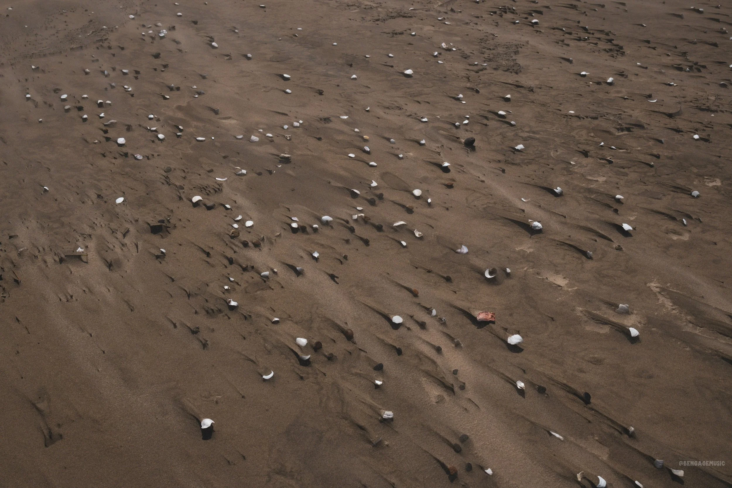 Shells with the sand being blown out from under them on the Oregon coast. That wind and  departing sand leaves small towers with the shell or other debris sitting on top.