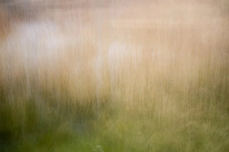 Reeds.jpg