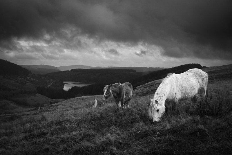 Wild Horses Bannau Brycheiniog Mono.jpg